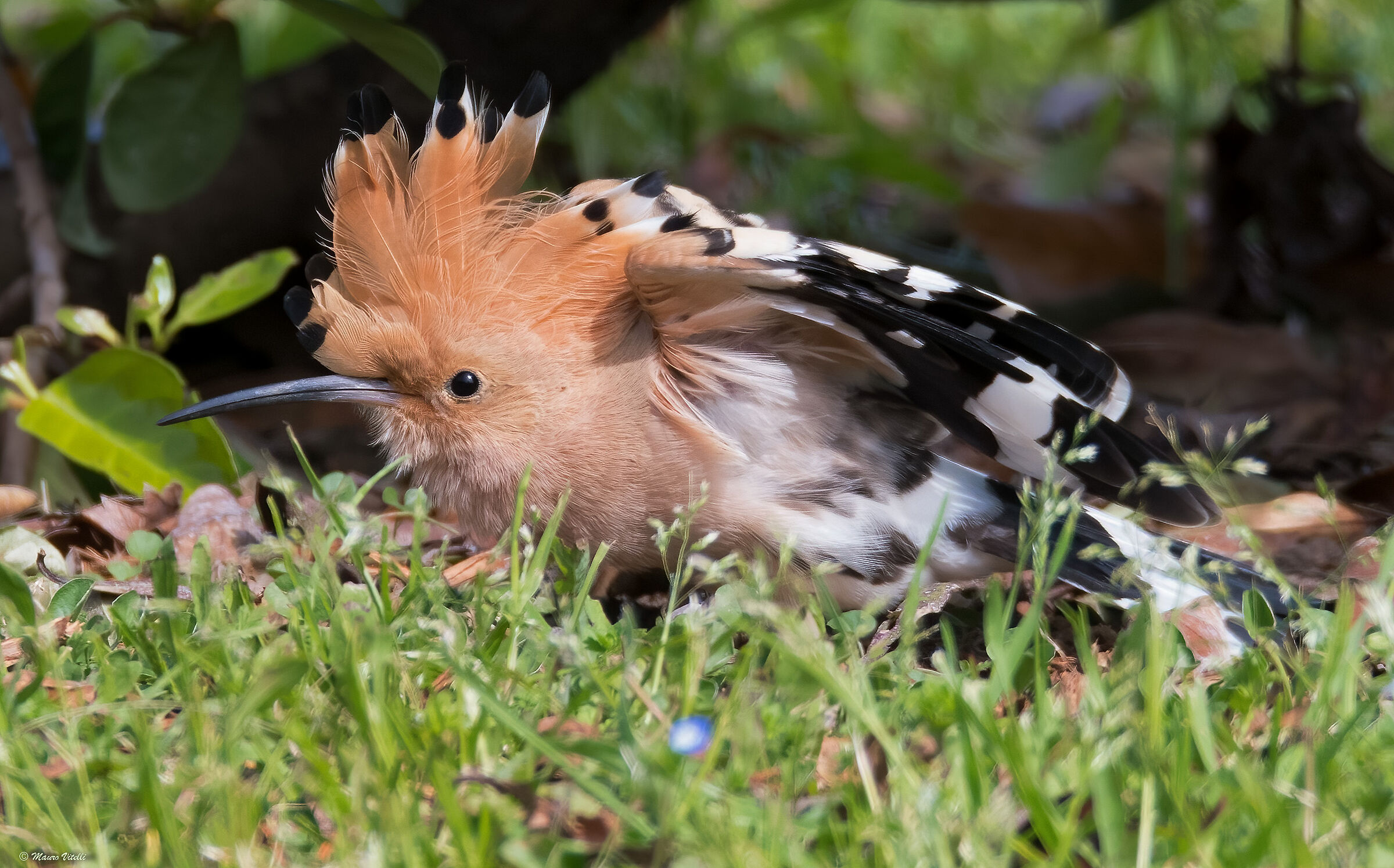Hoopoe (Upupa epops) ruffled
