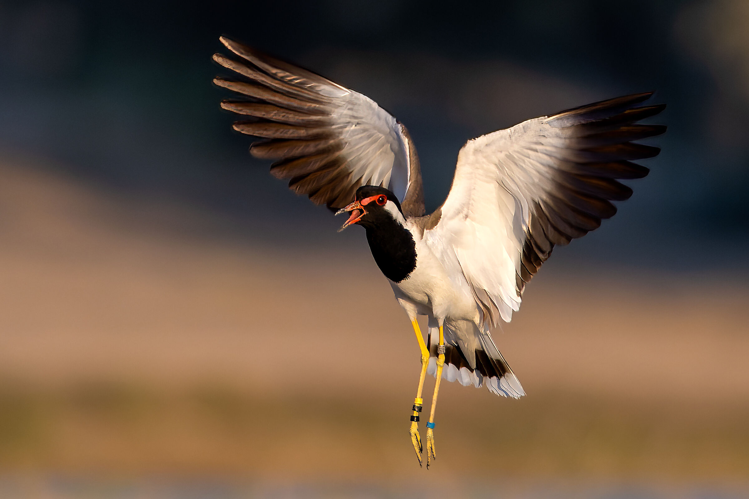 Indian lapwing (Vanellus indicus)