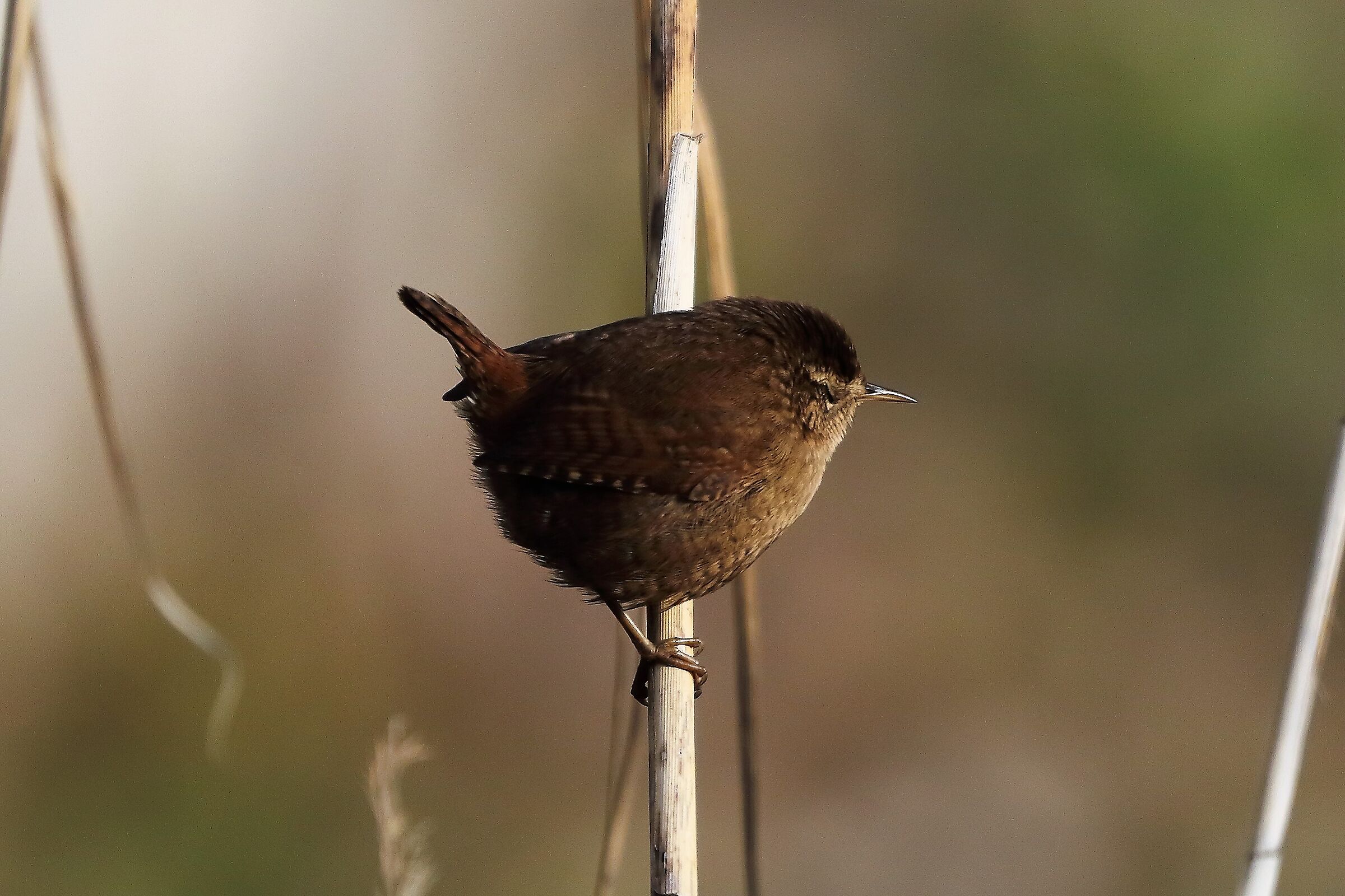 Scricciolo 12 gennaio 2023