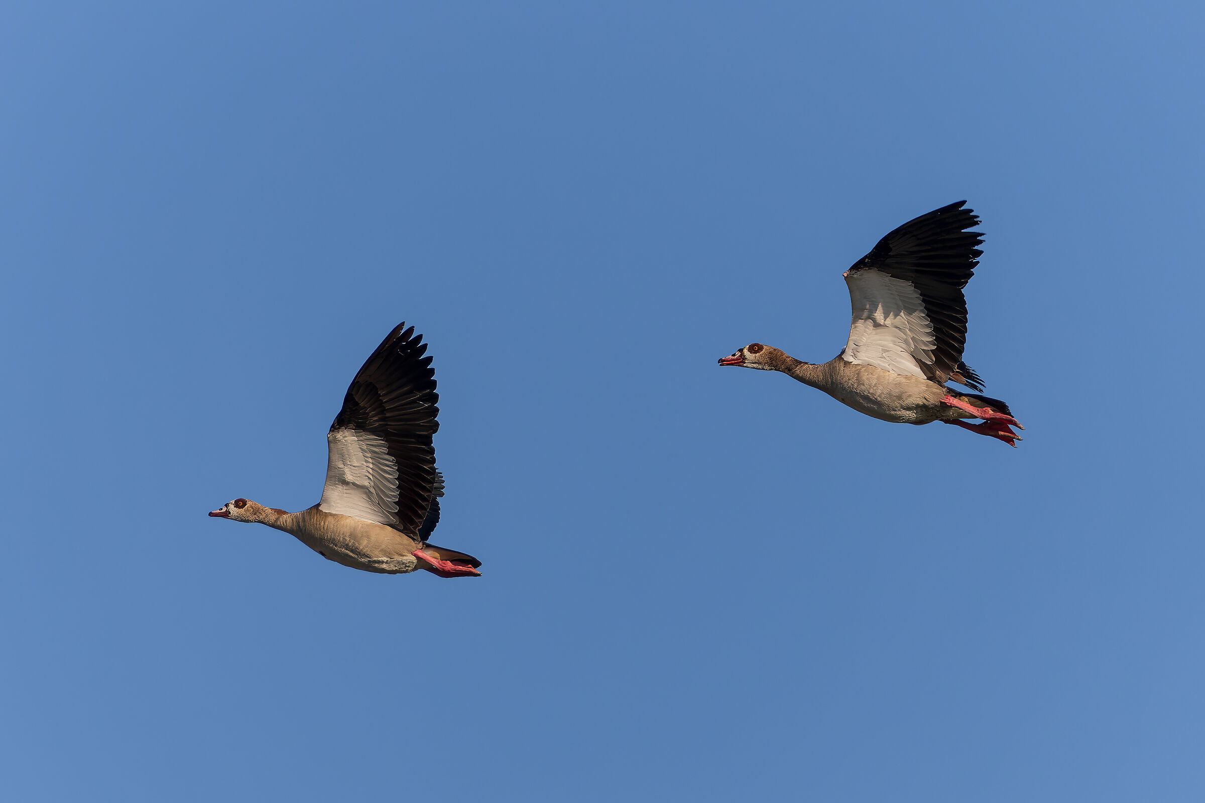 Egyptian geese in flight