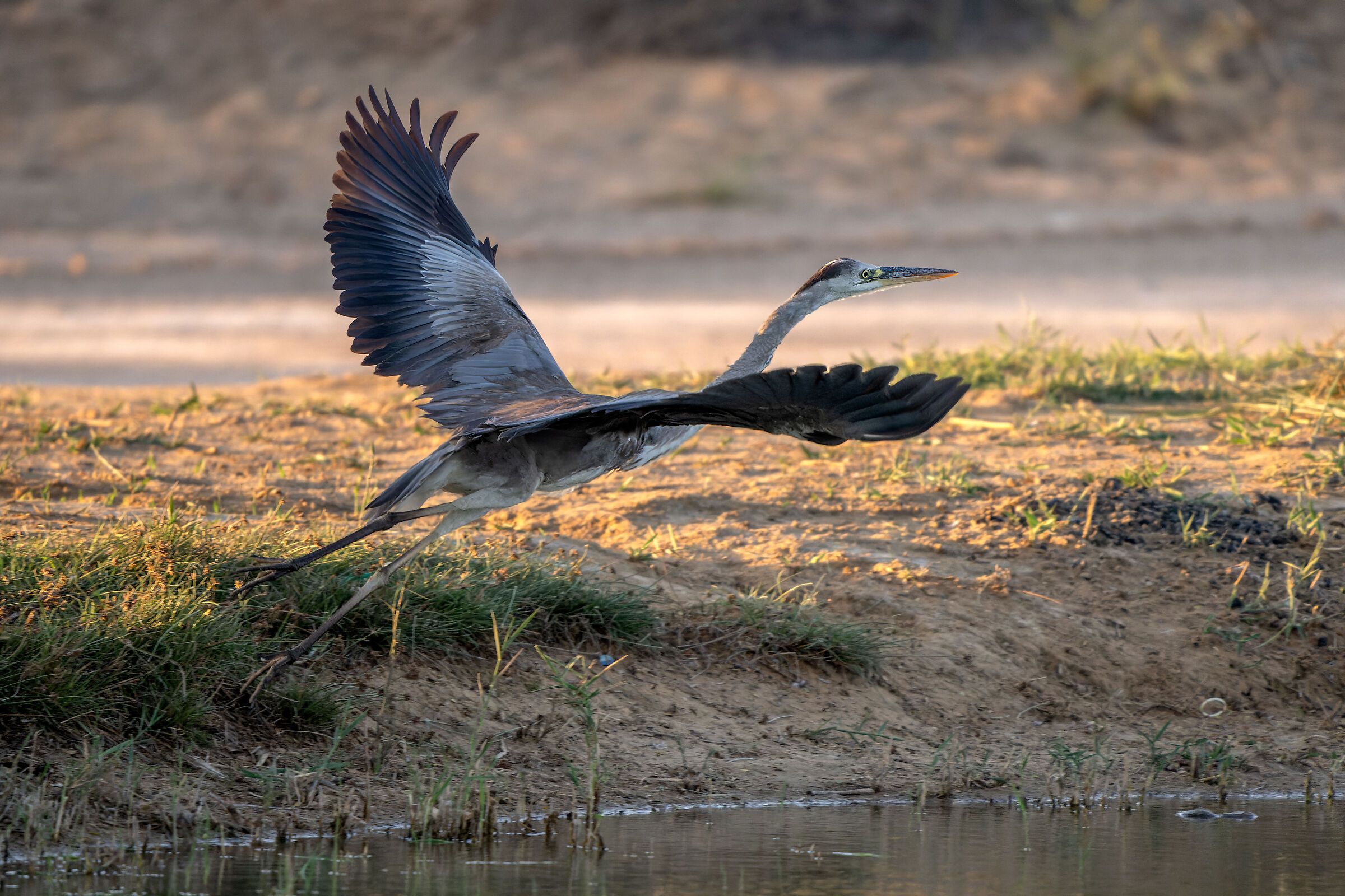 Grey Heron (Ardea Cinerea)