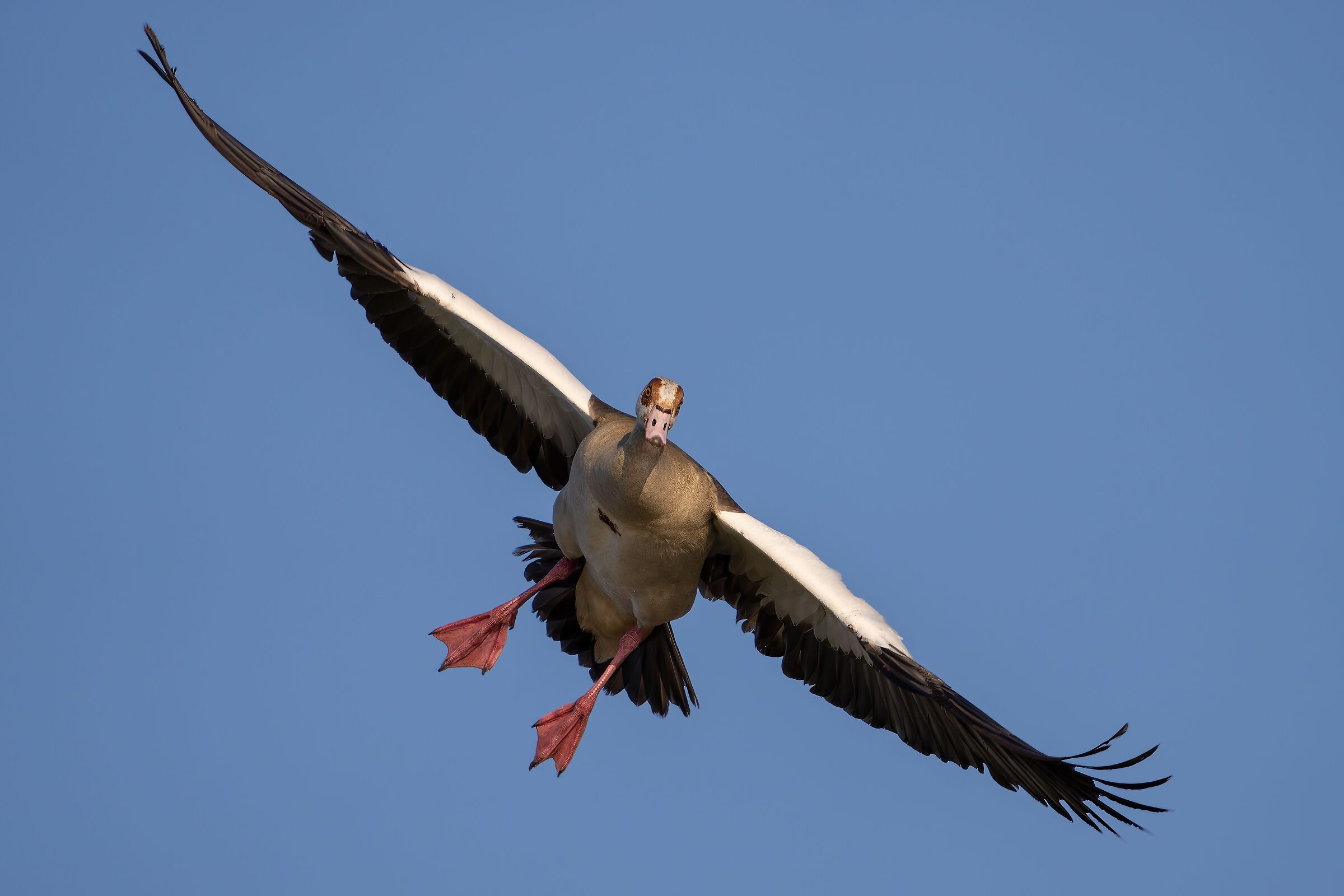 Alopochen aegyptiaca landing