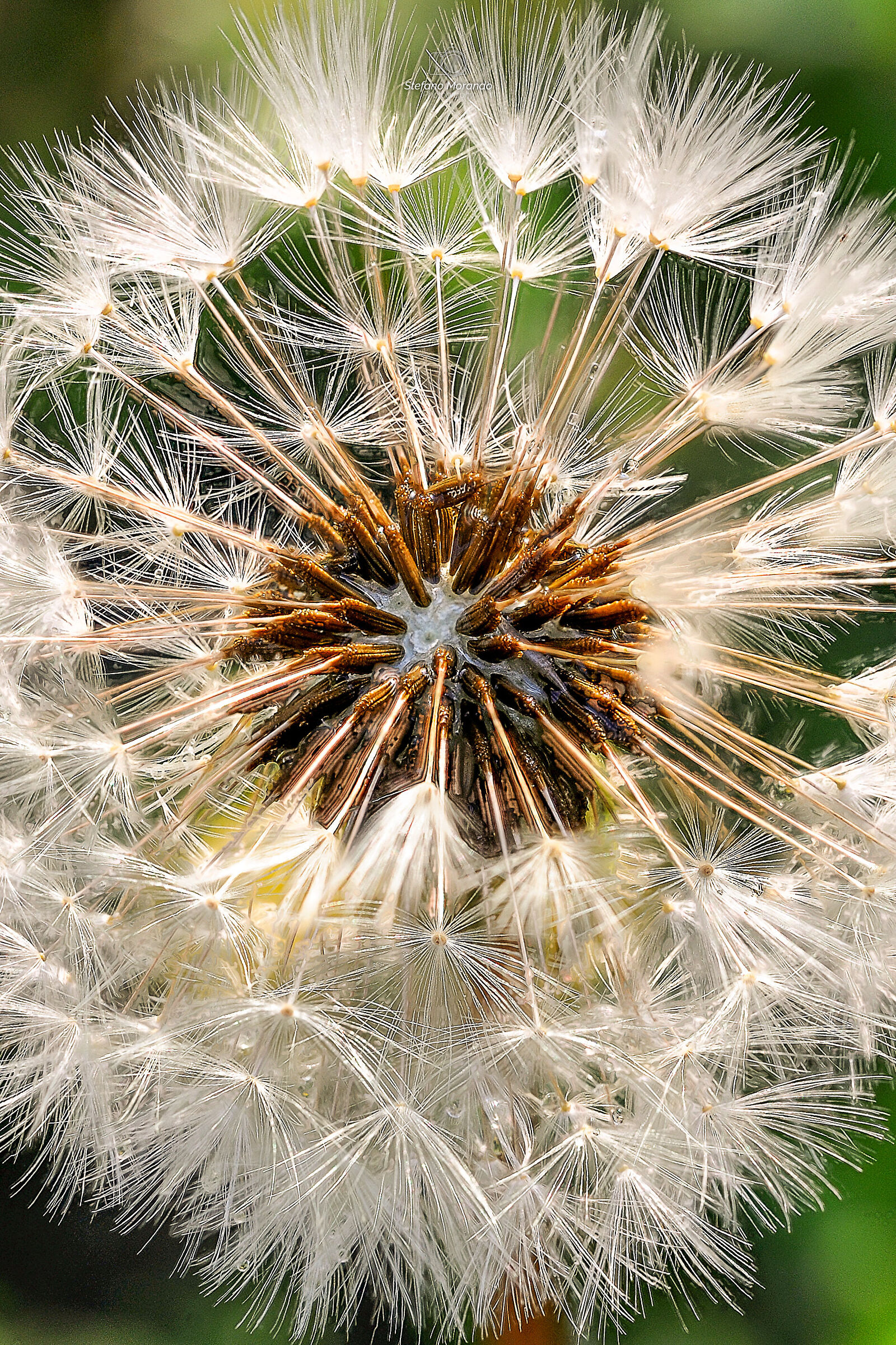 The dandelion, for friends "shower head"