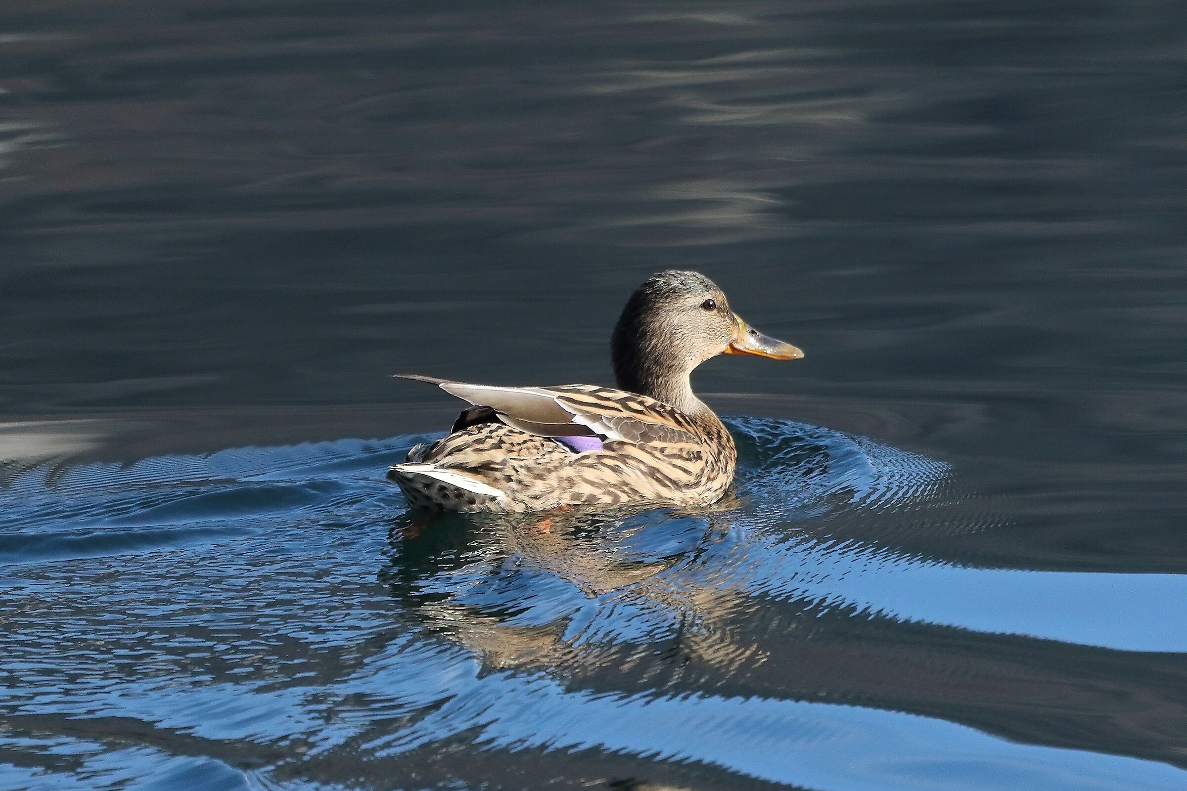 Germano 22 gennaio 2023