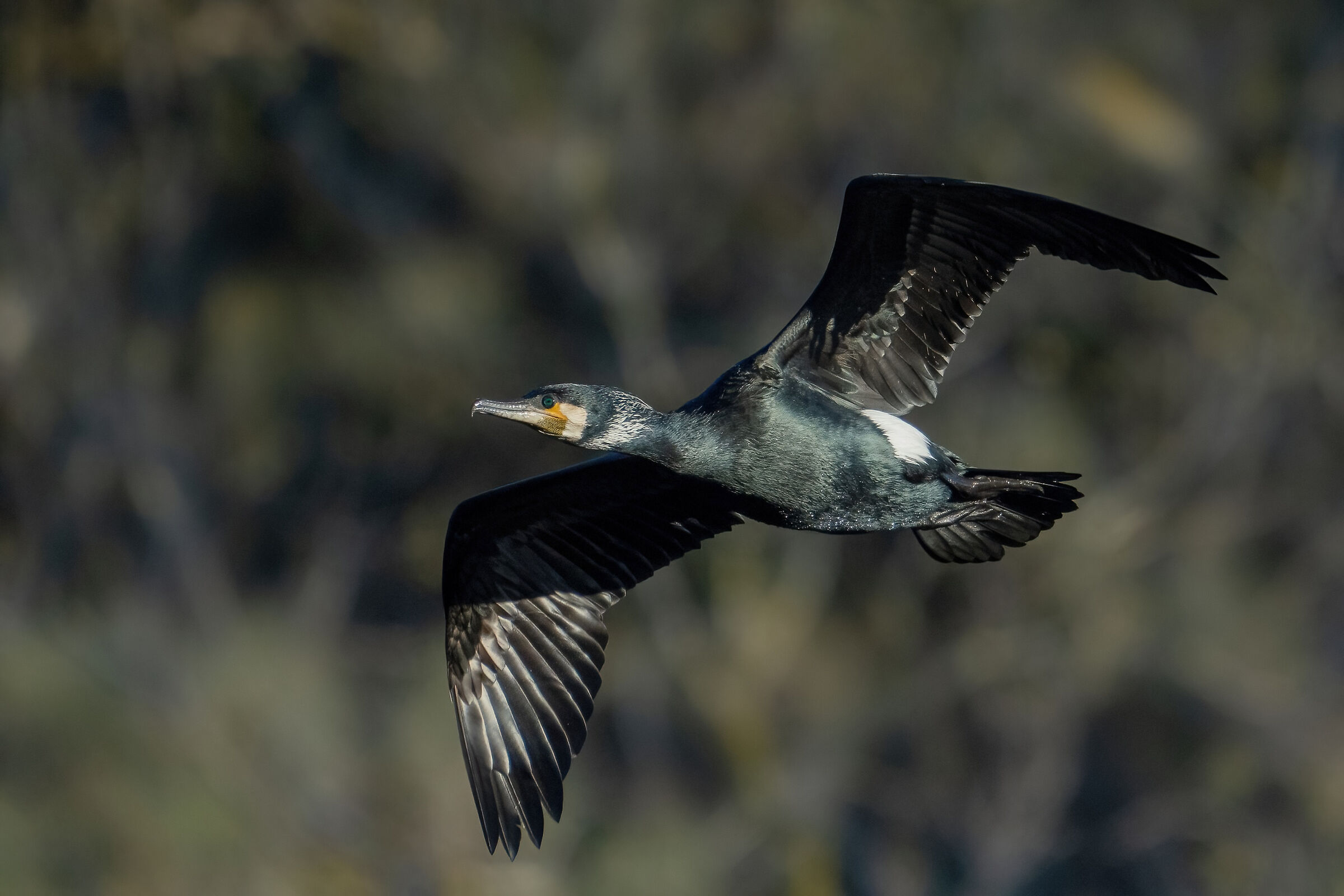 Cormorant (Phalacrocorax carbo)