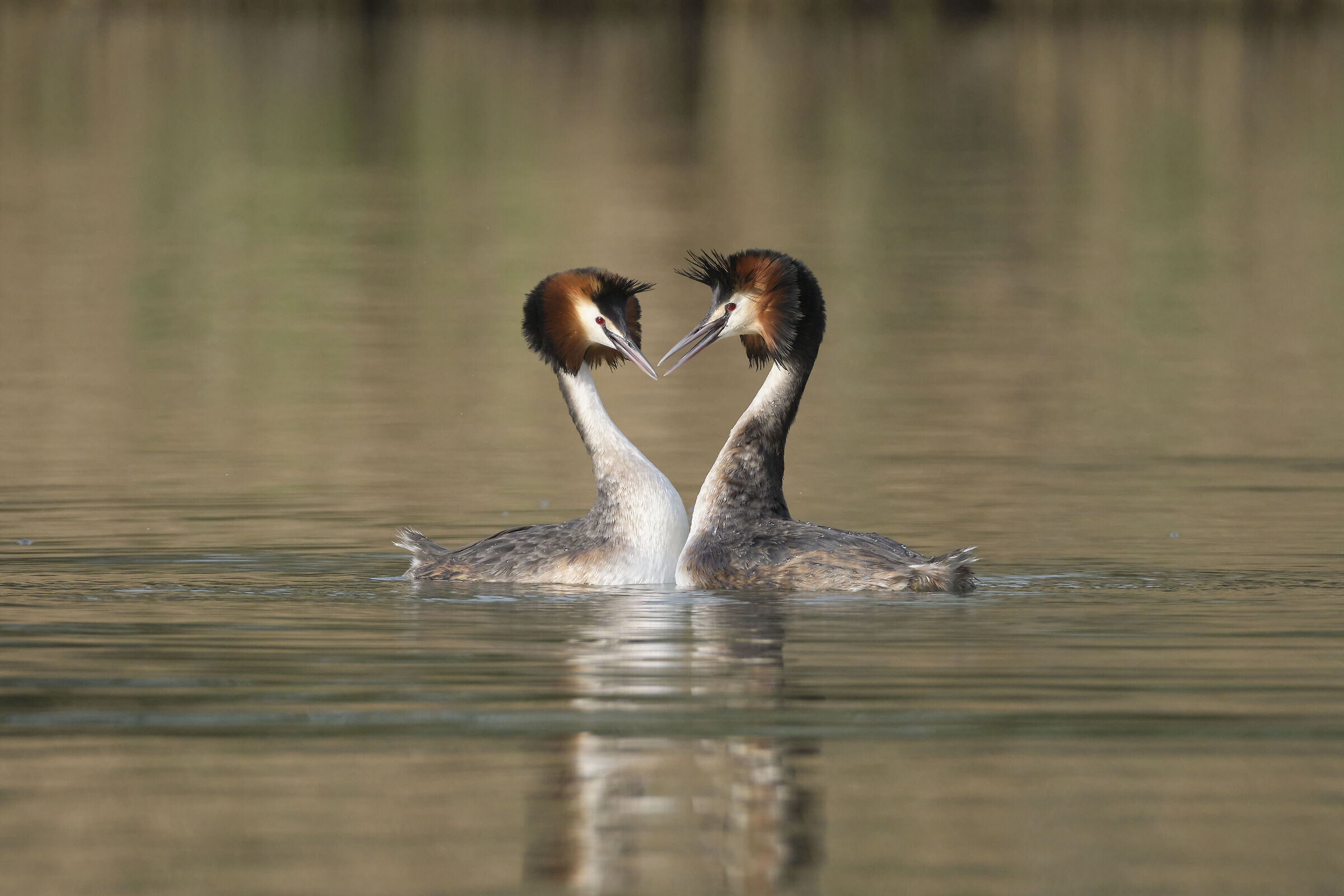Great Grebes
