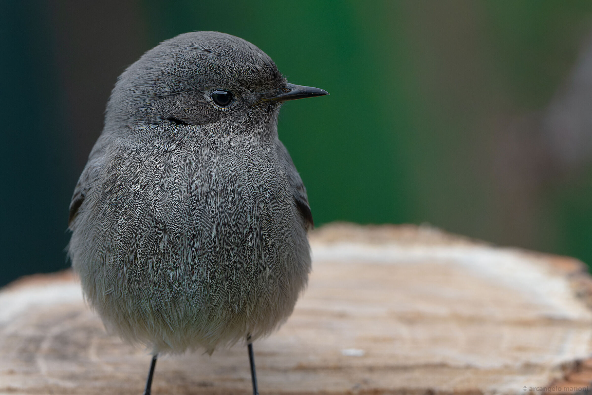 American redstart plan
