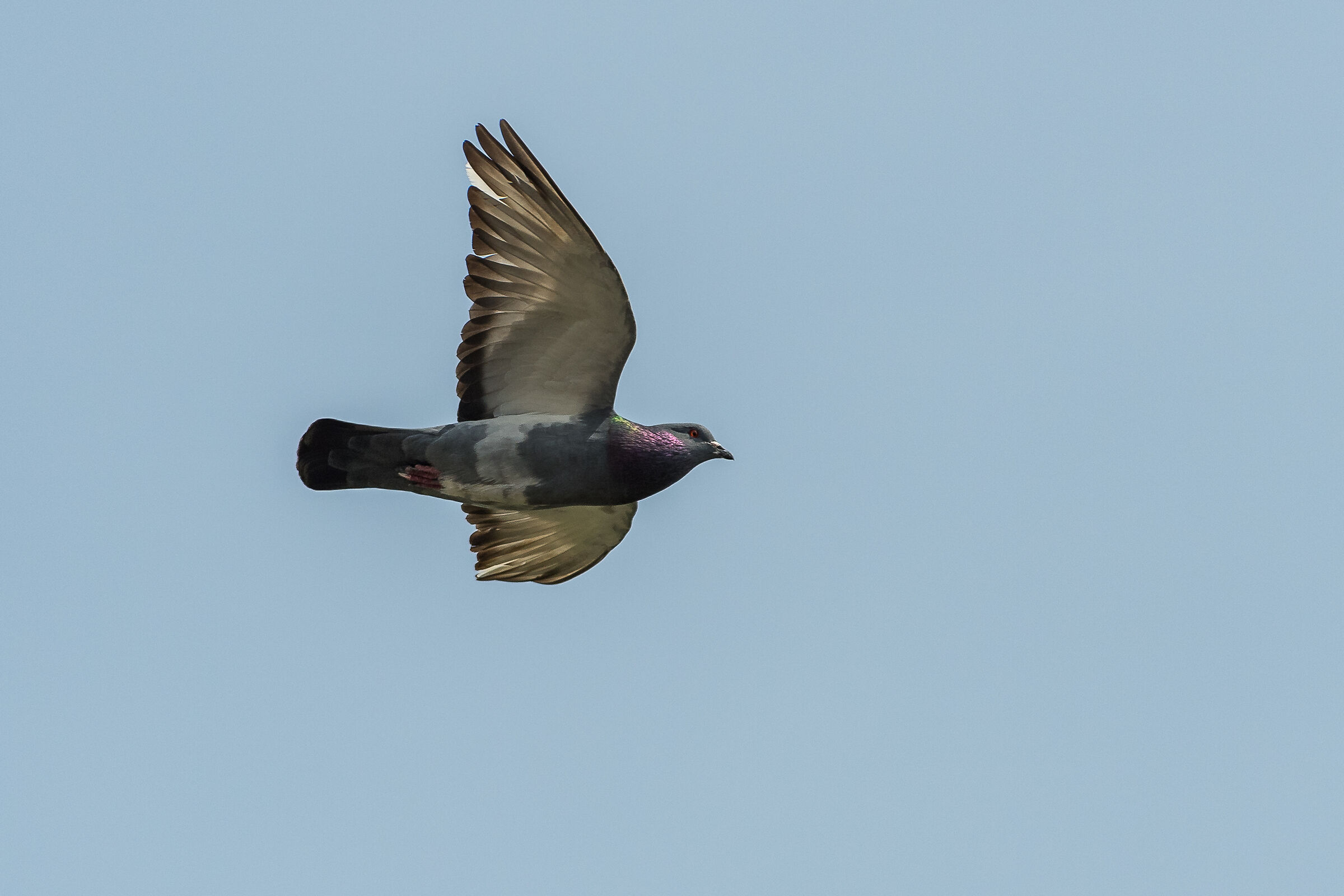 Pigeon
