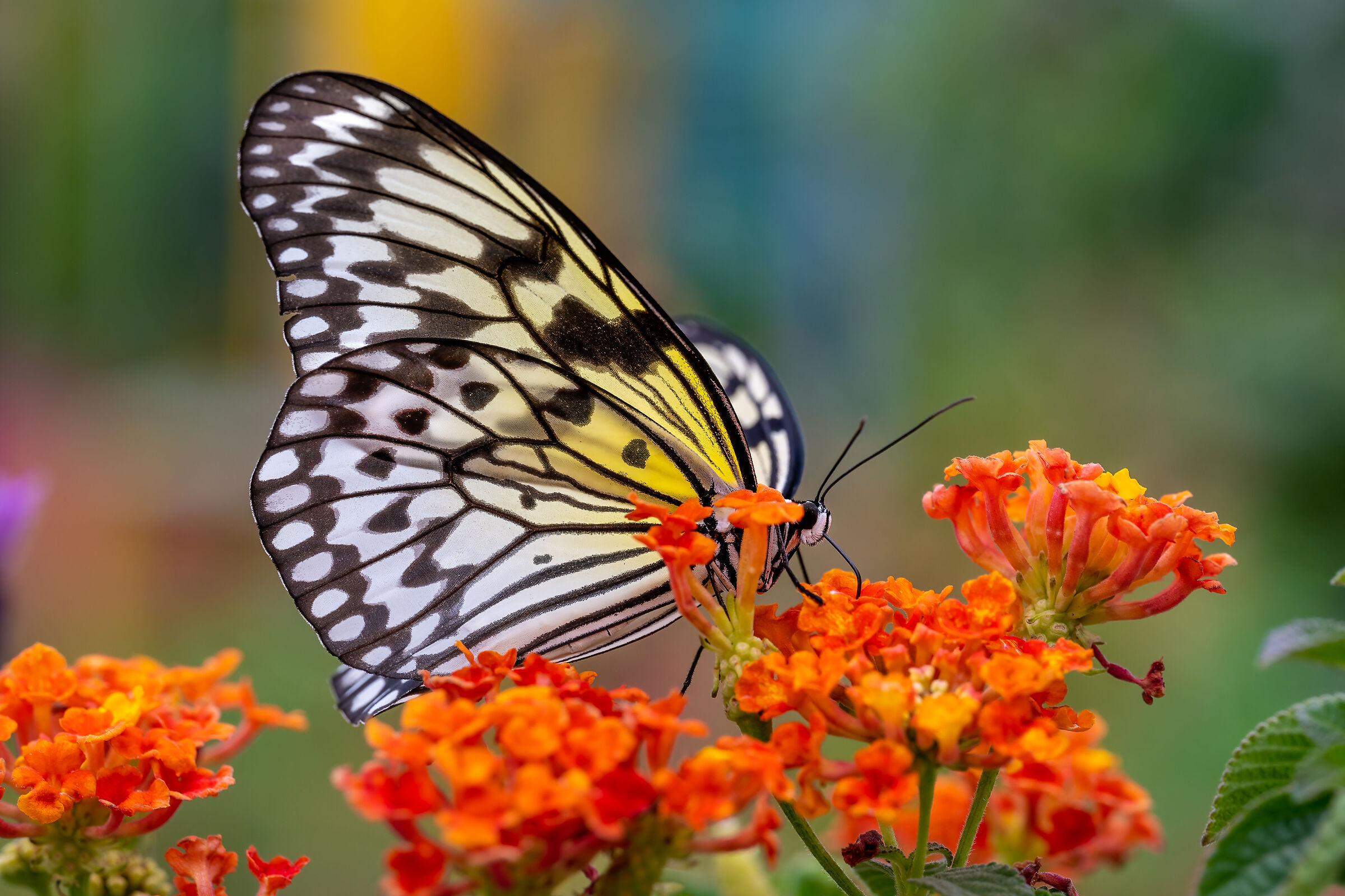 Idaea leuconoe