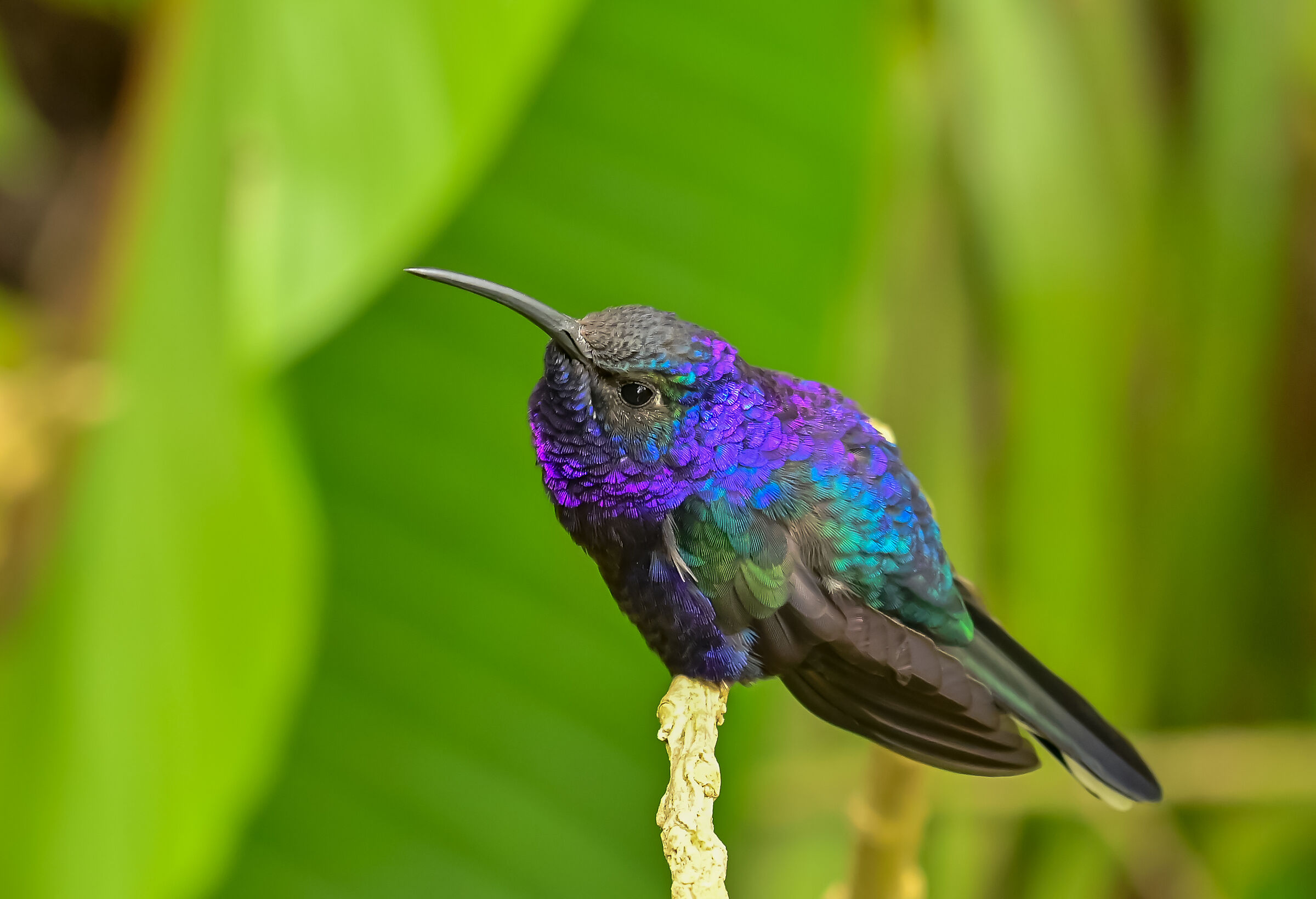 Fantastici  colori