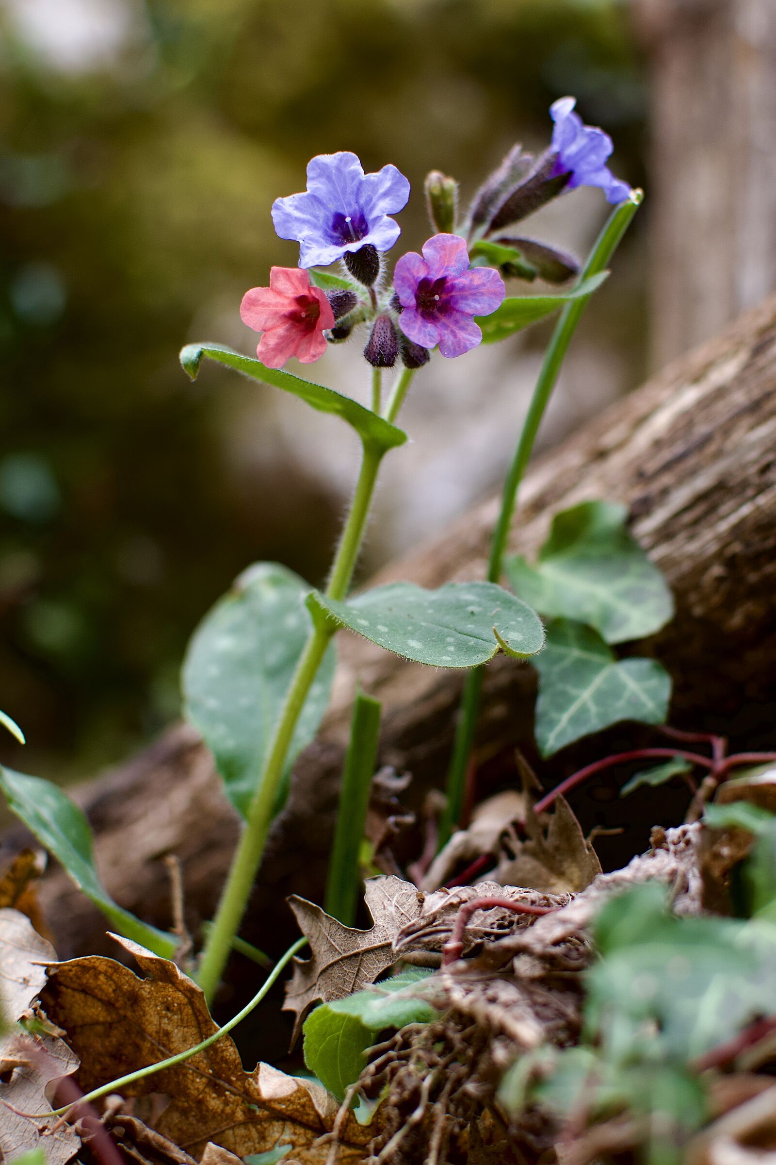 Un curioso trio floreale nel sottobosco