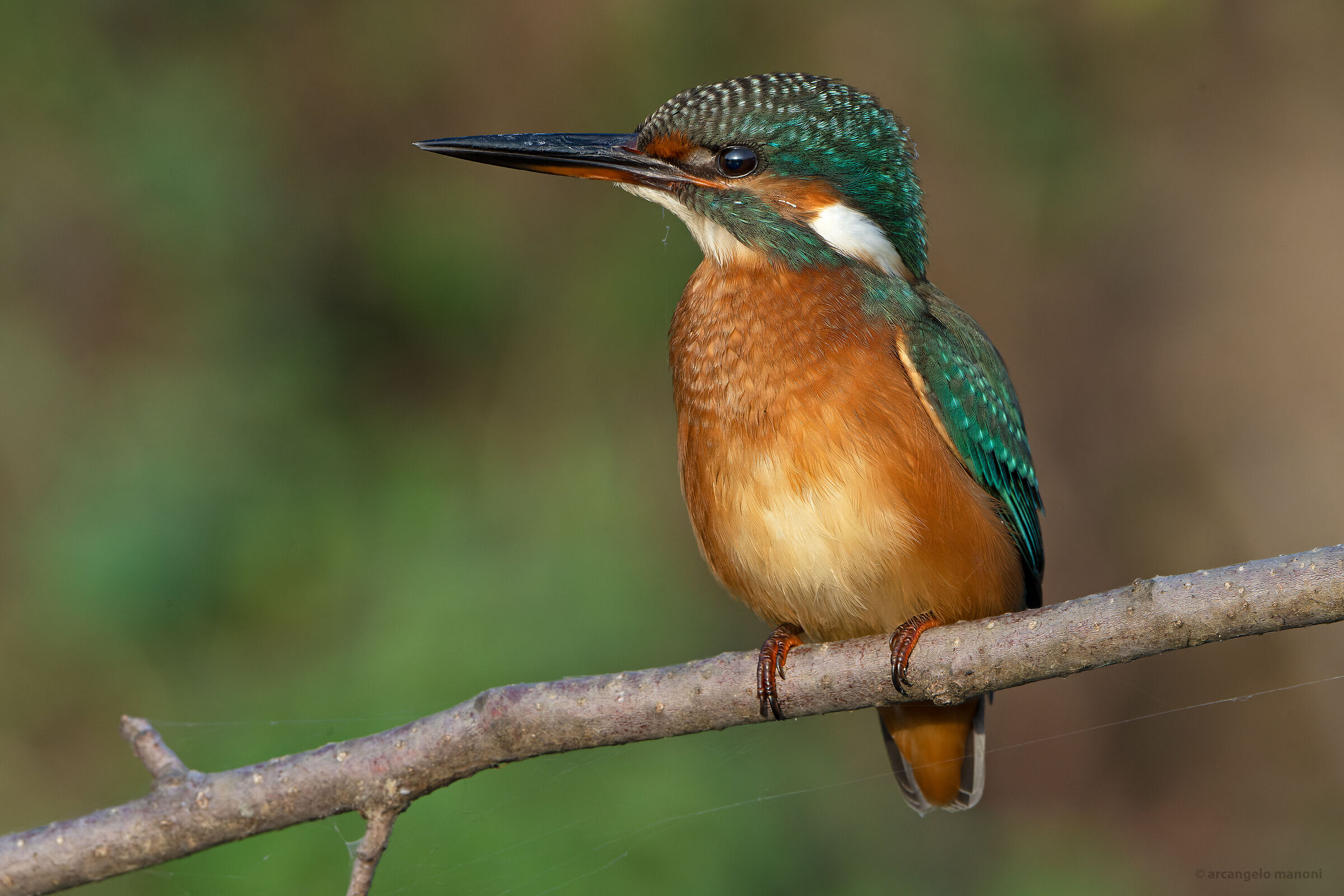 Alcedo atthis