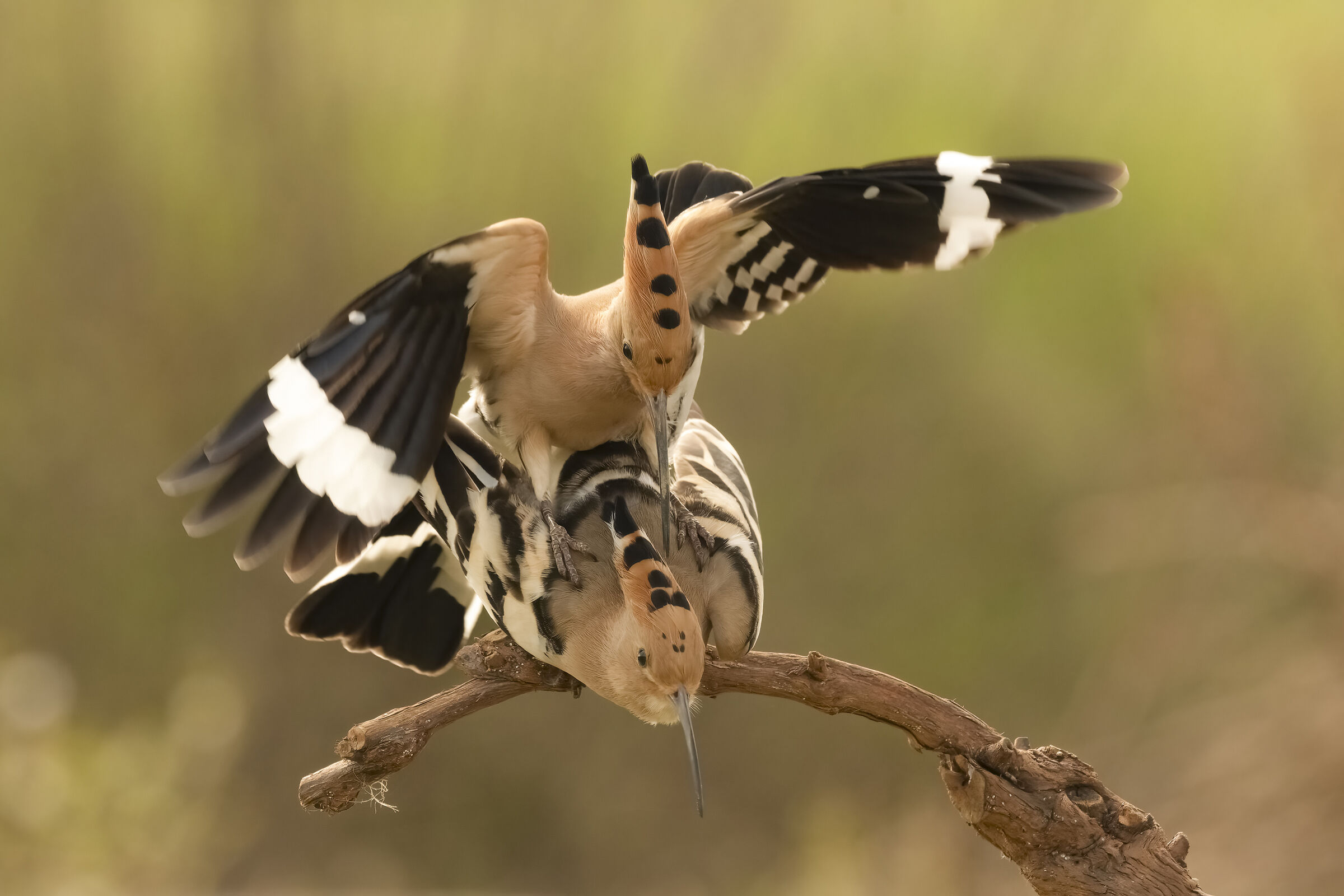 Hoopoe