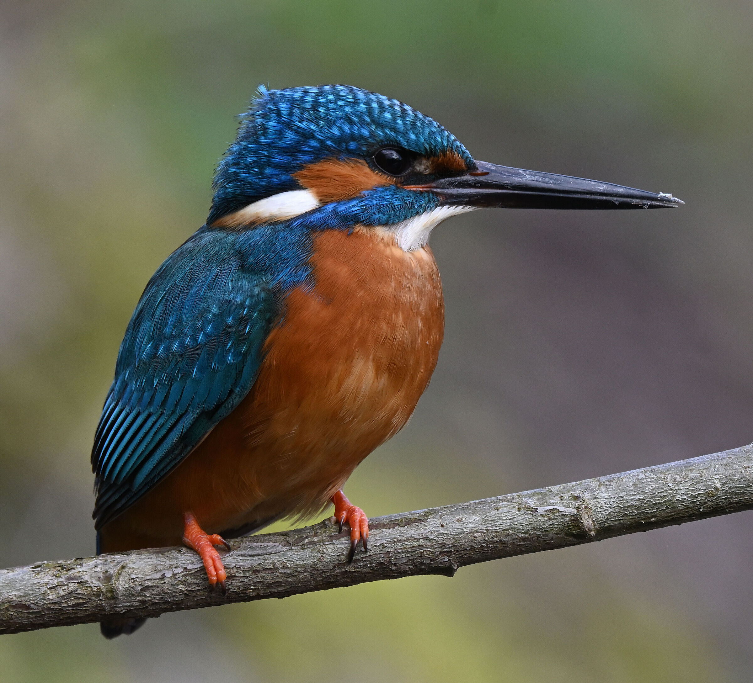 Kingfisher