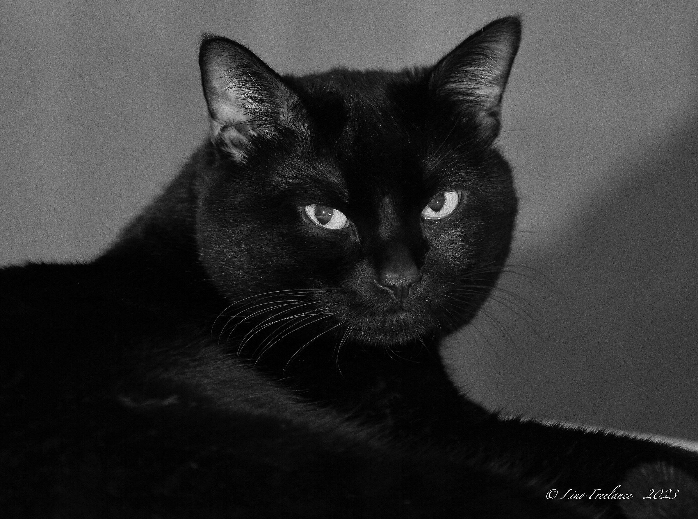 ...ho seguito Tigro sulla pellicola...