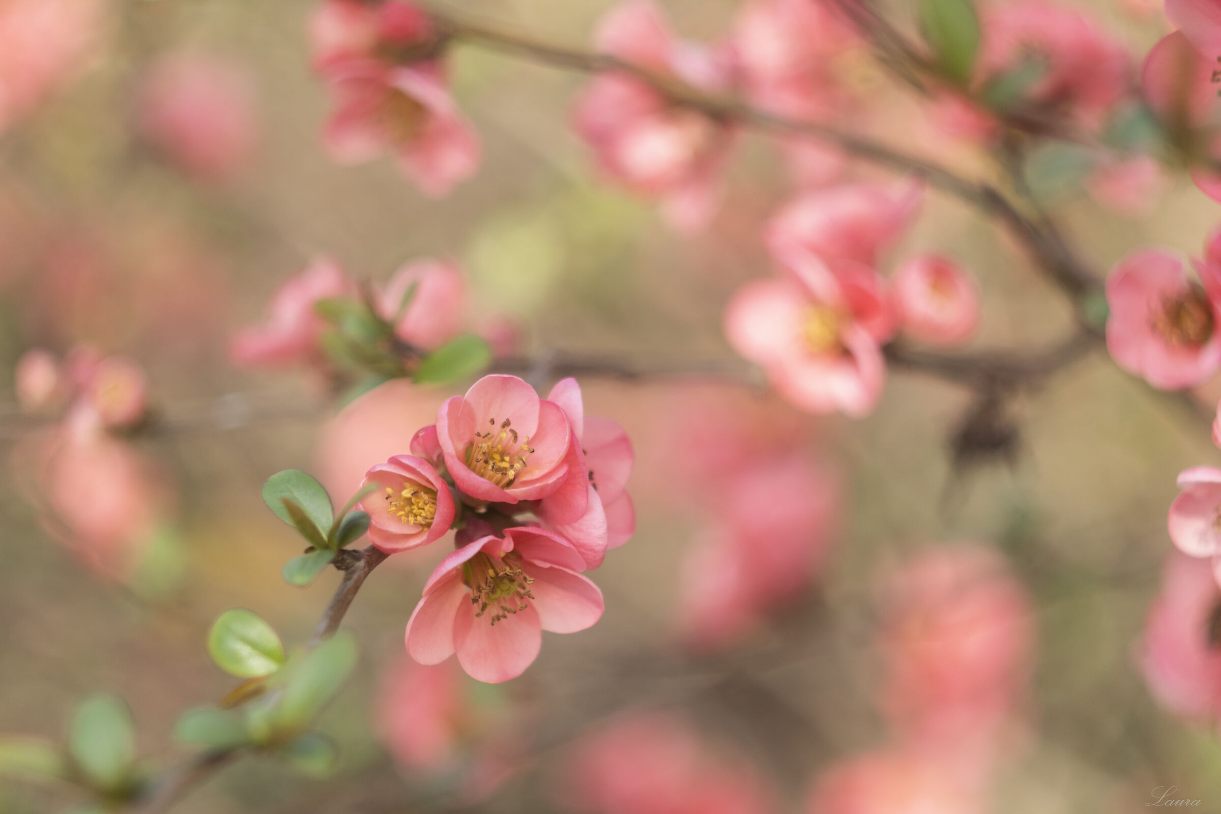 Peach blossom
