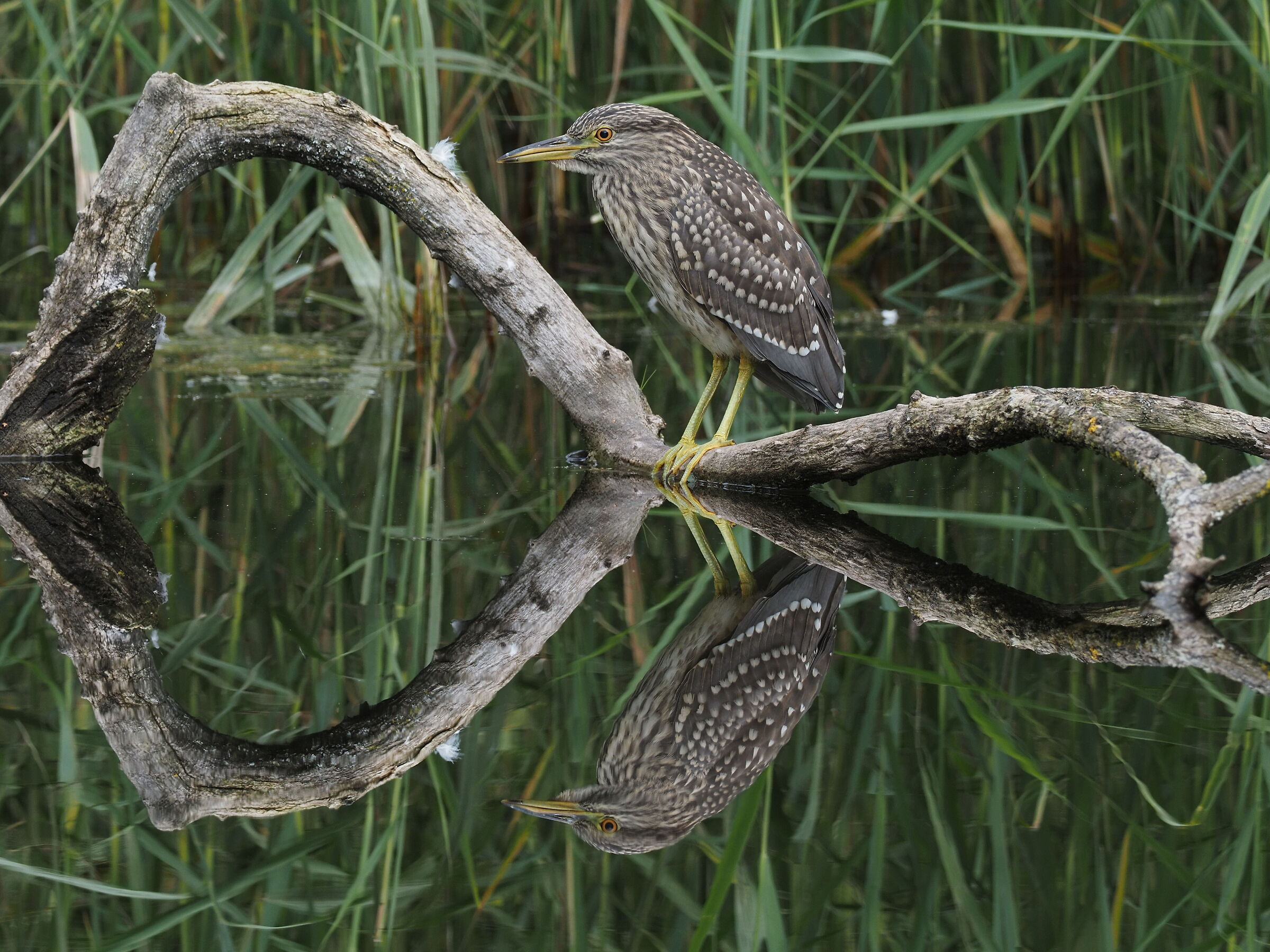 Young night heron