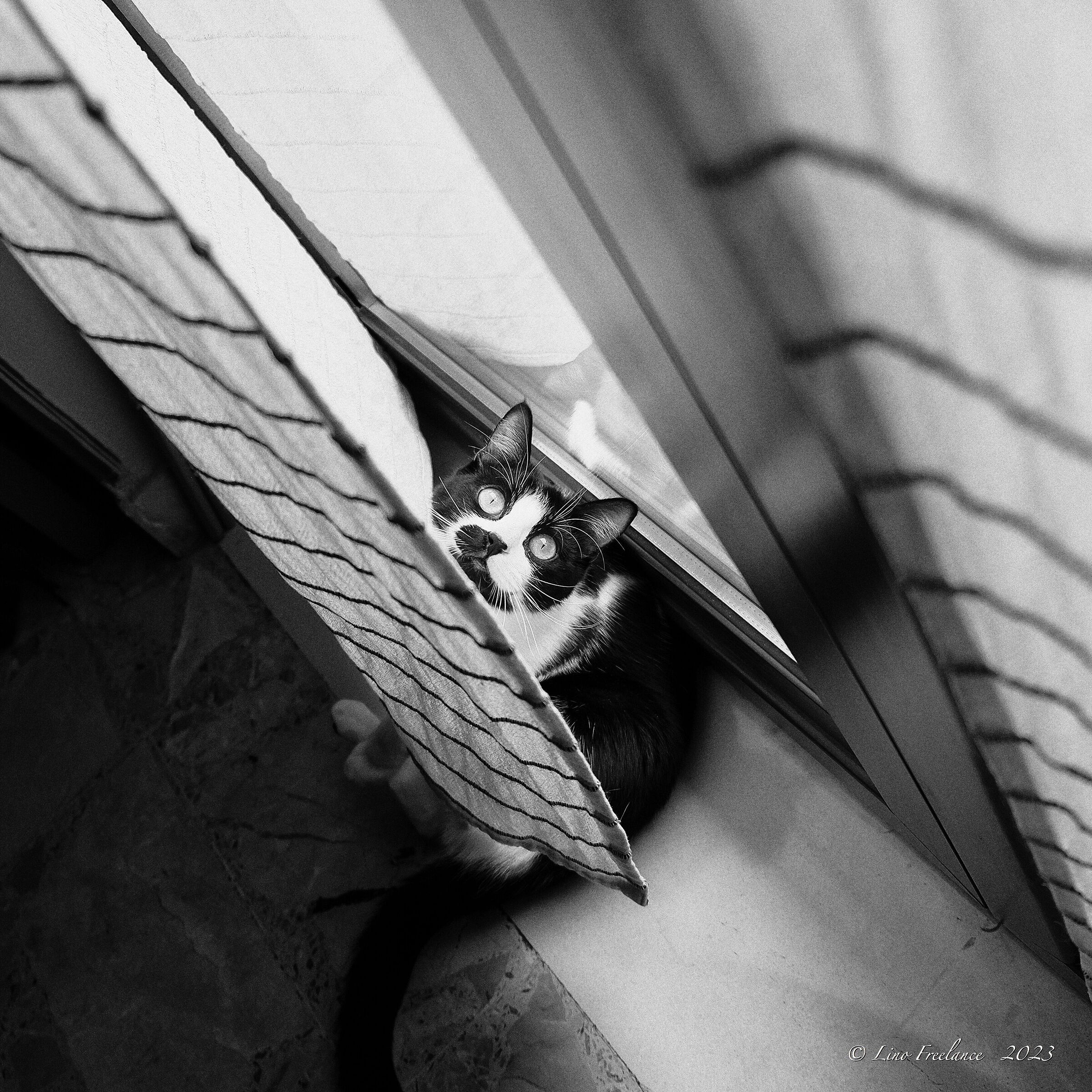 ...ho seguito Tigro e Nero su pellicola...