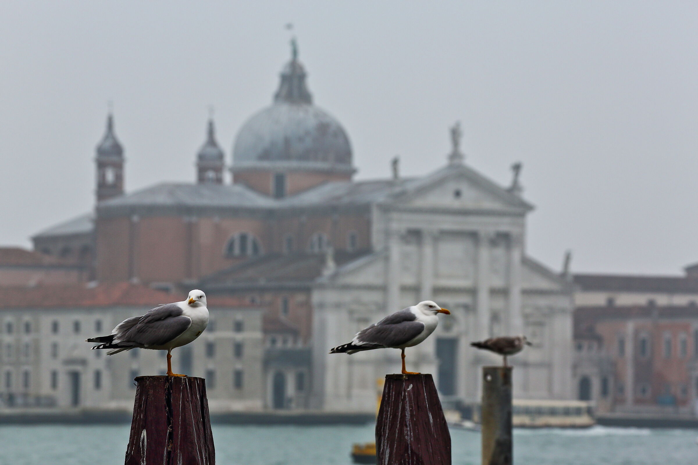 Le sentinelle del canale delle Giudecca