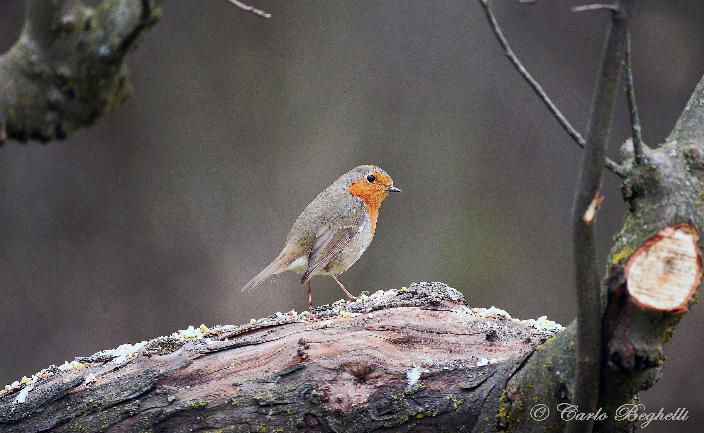 Lonely robin