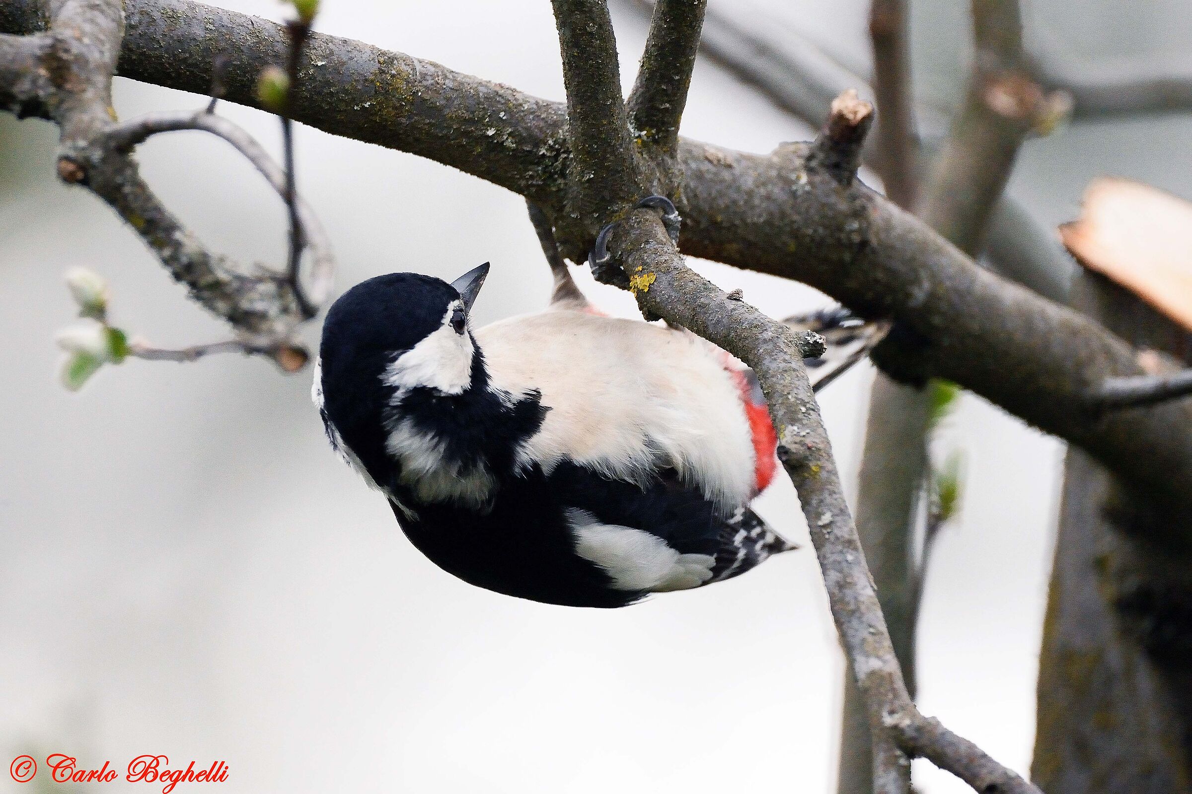 Spotted woodpecker