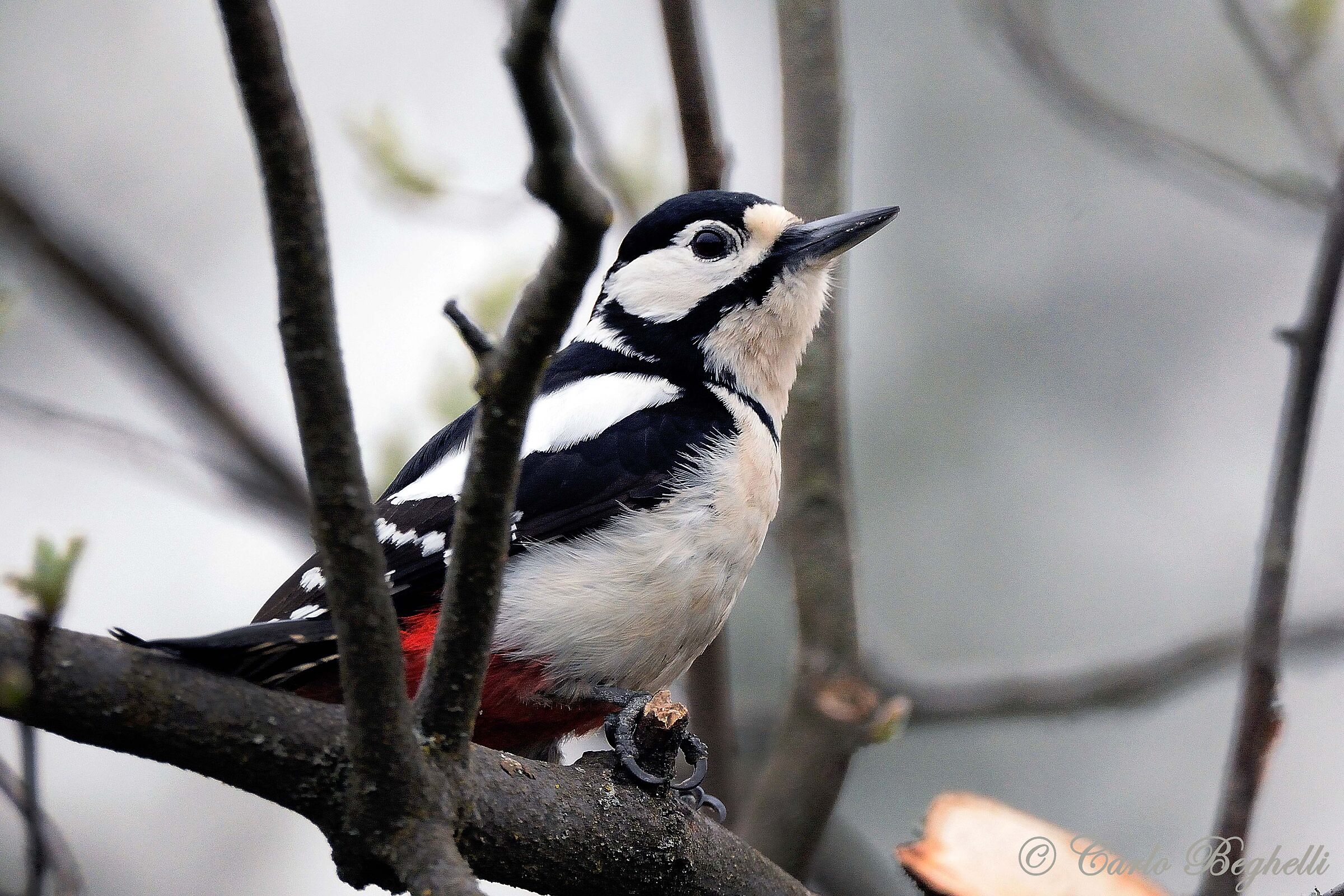 Spotted woodpecker