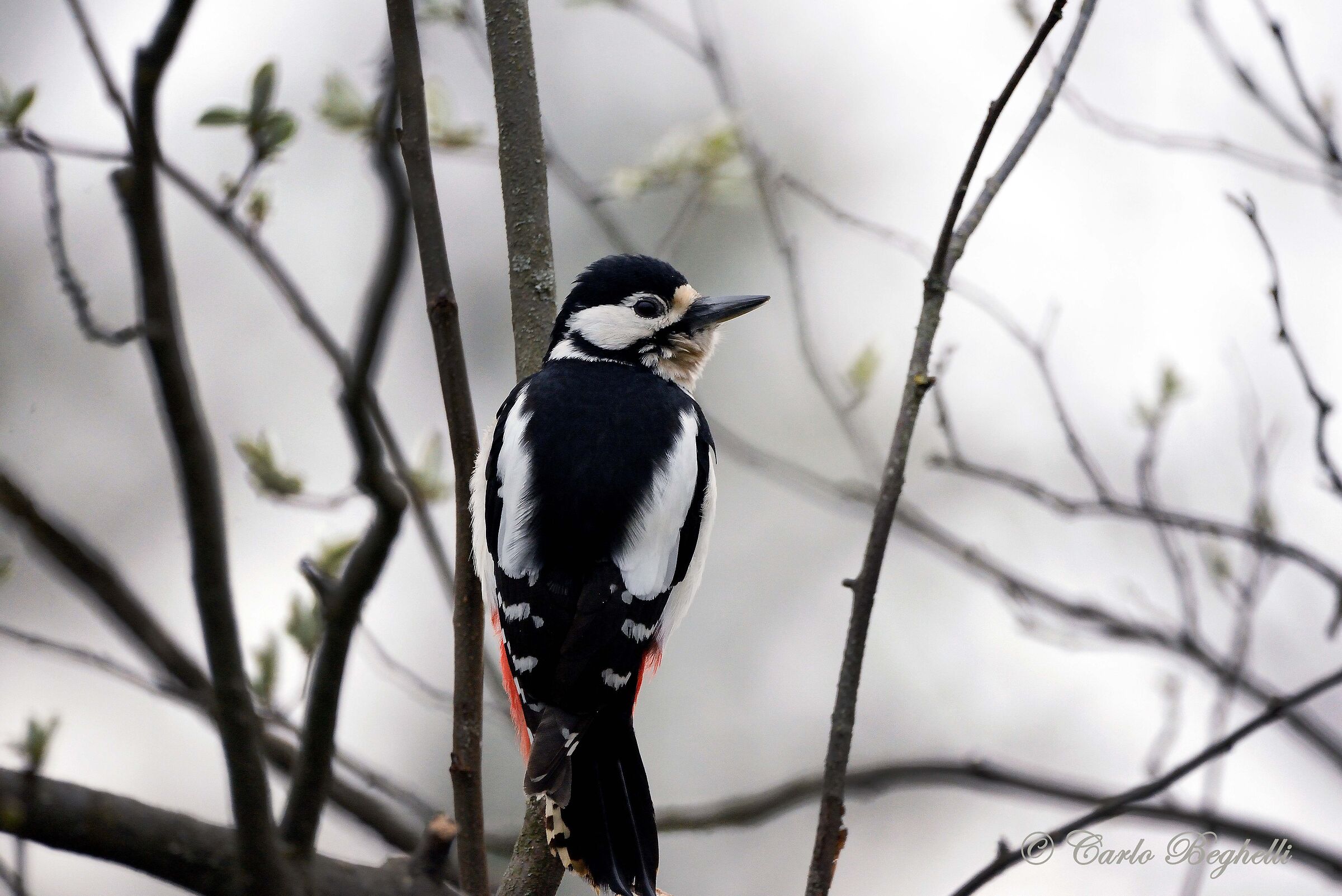 Spotted woodpecker