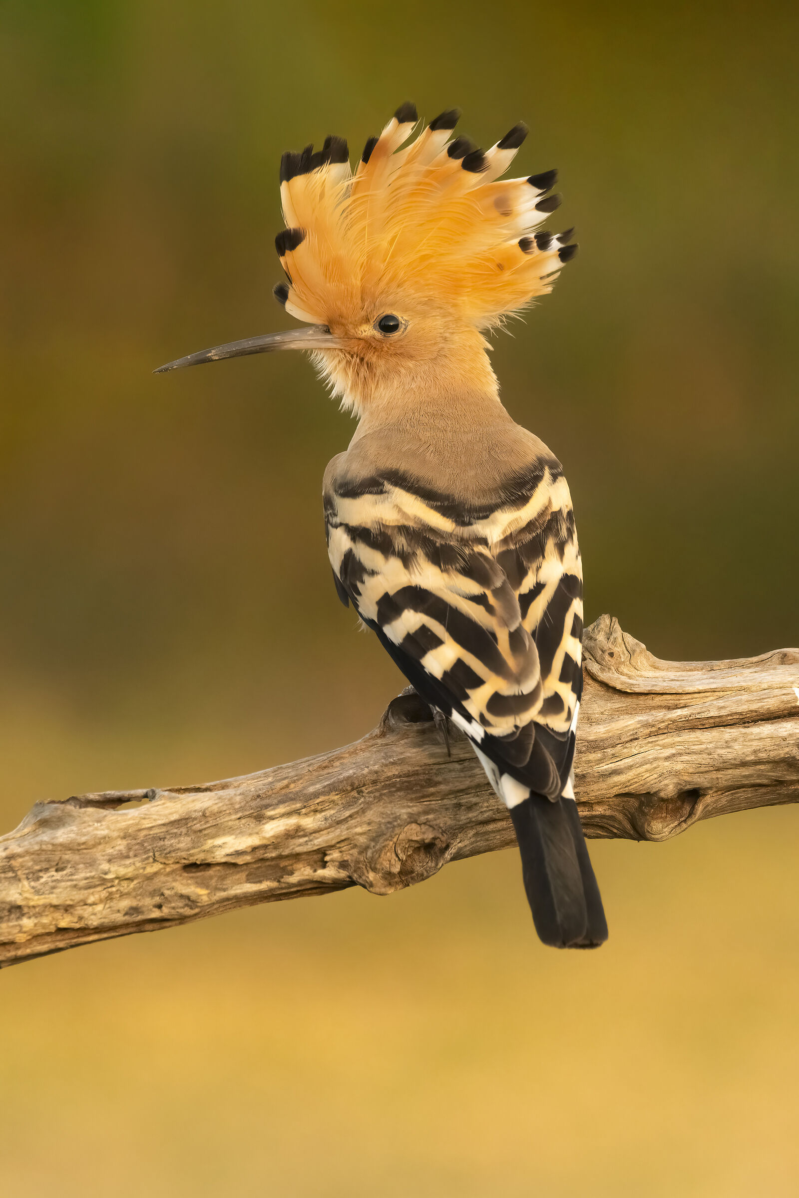 Hoopoe