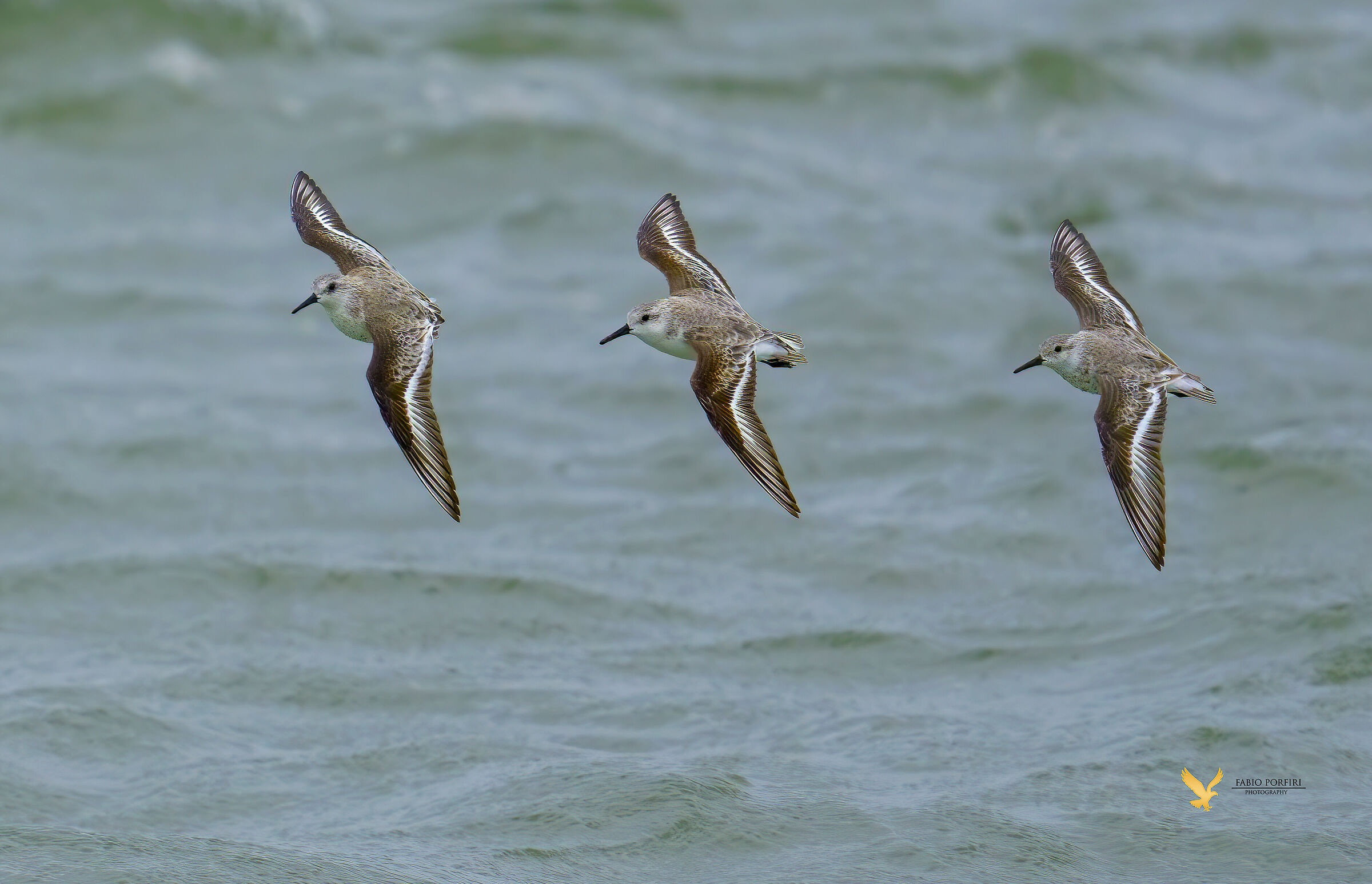 il trio --- piovanello tridattilo