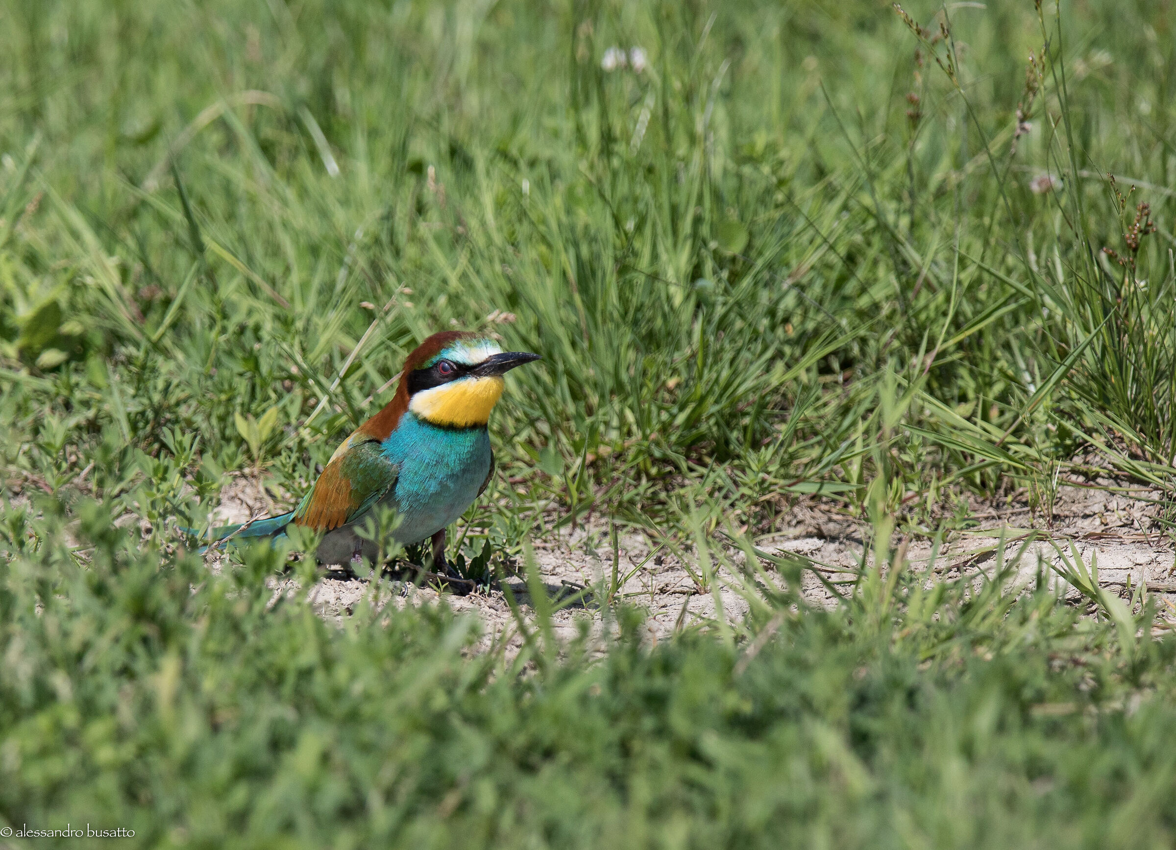 Bee-eater on the ground