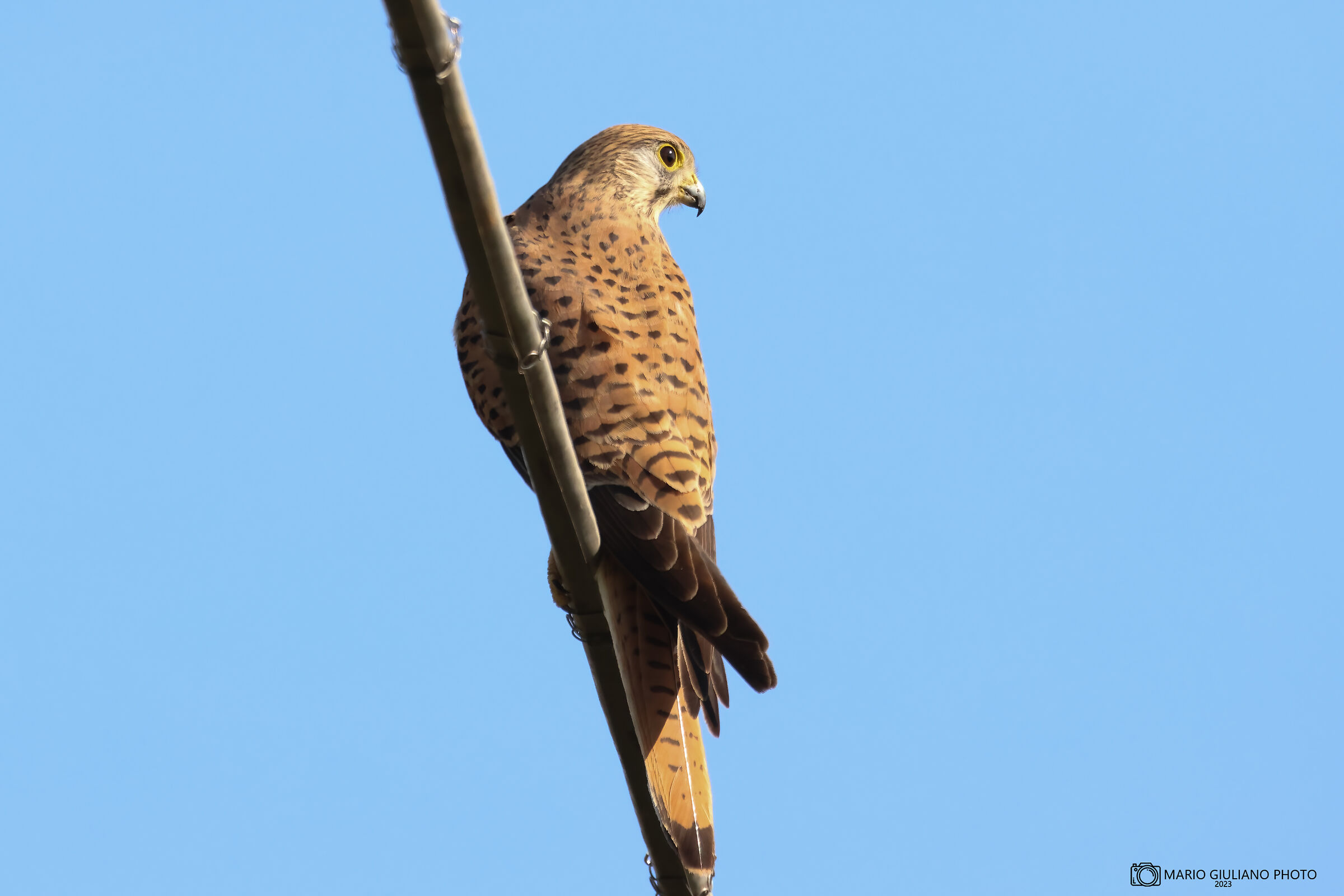 Kestrel