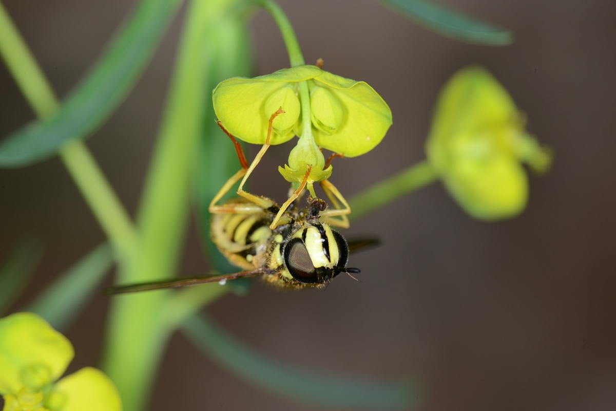Bee