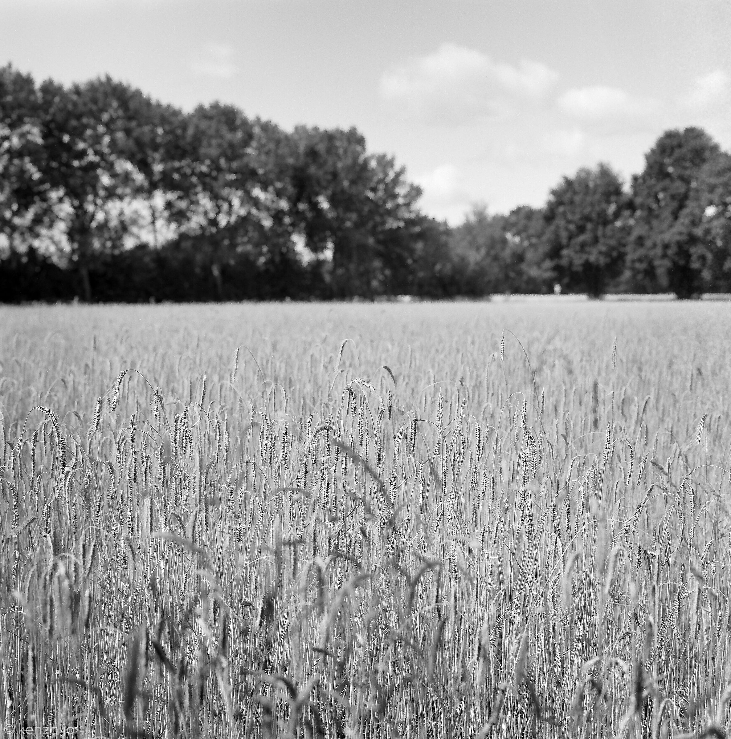 What do you know about a wheat field