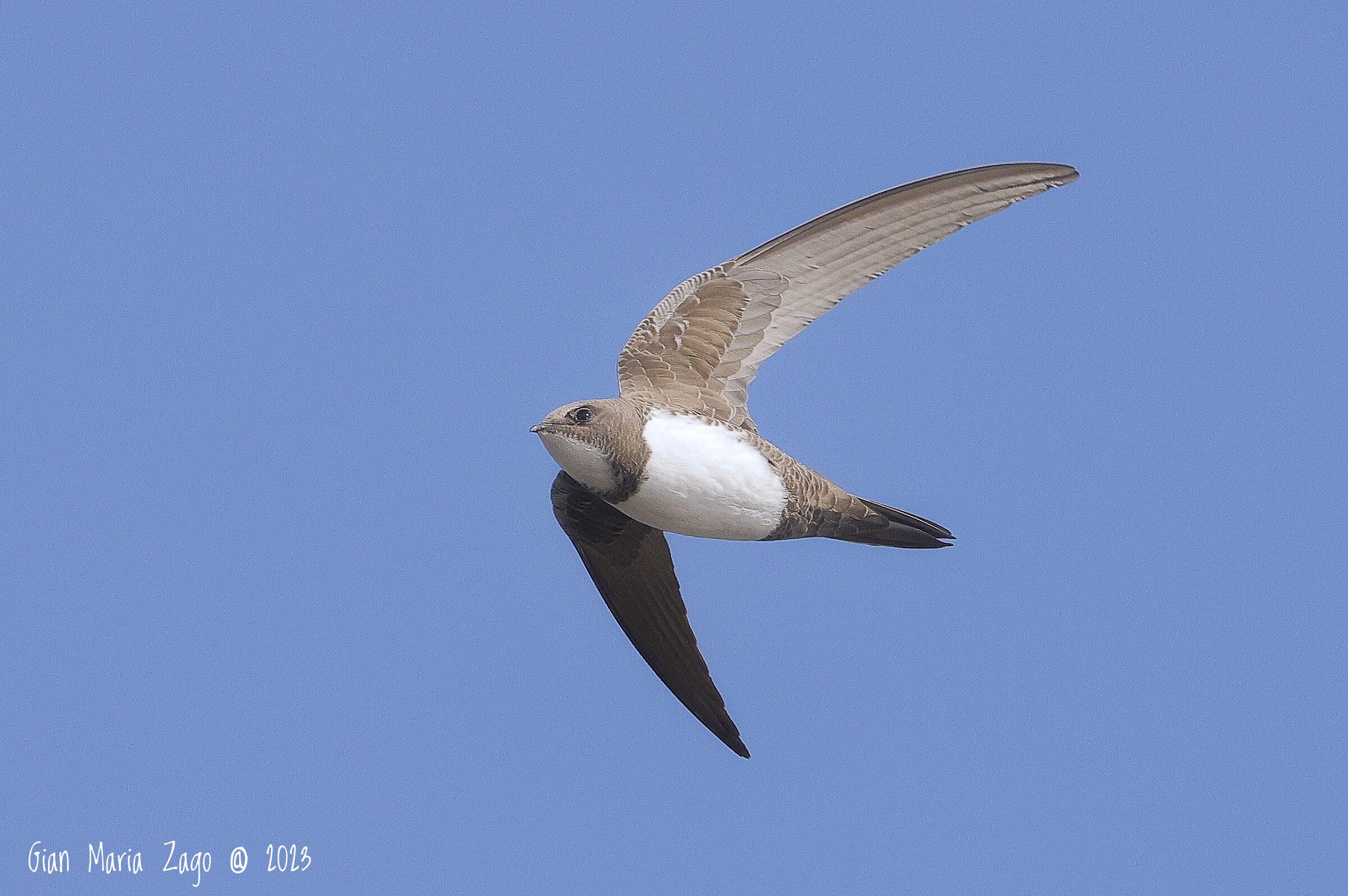 Greater or alpine swift