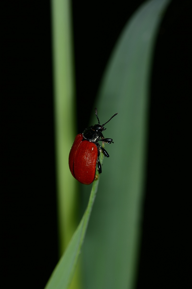 Red beetle