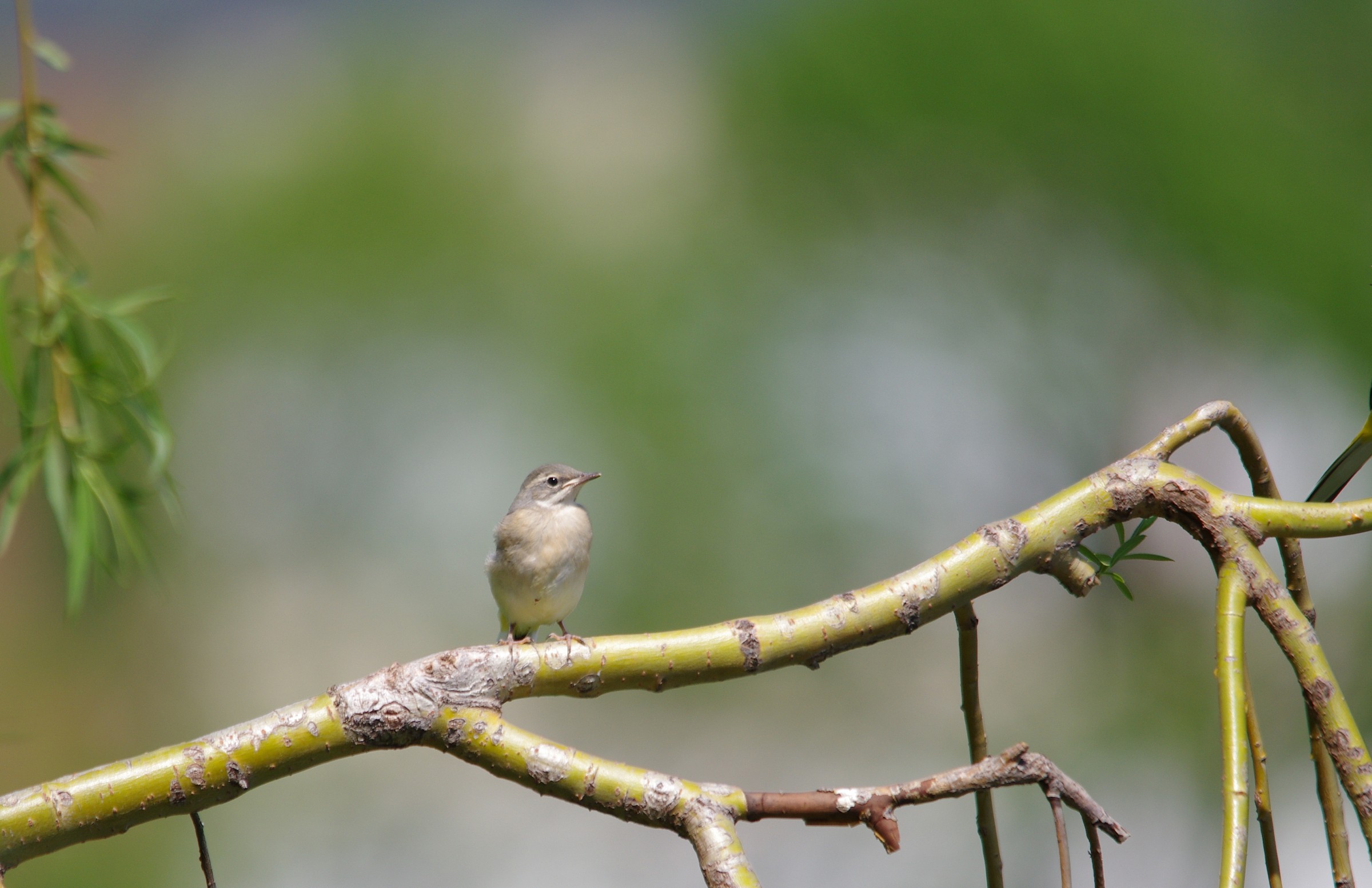 piccolo di ballerina