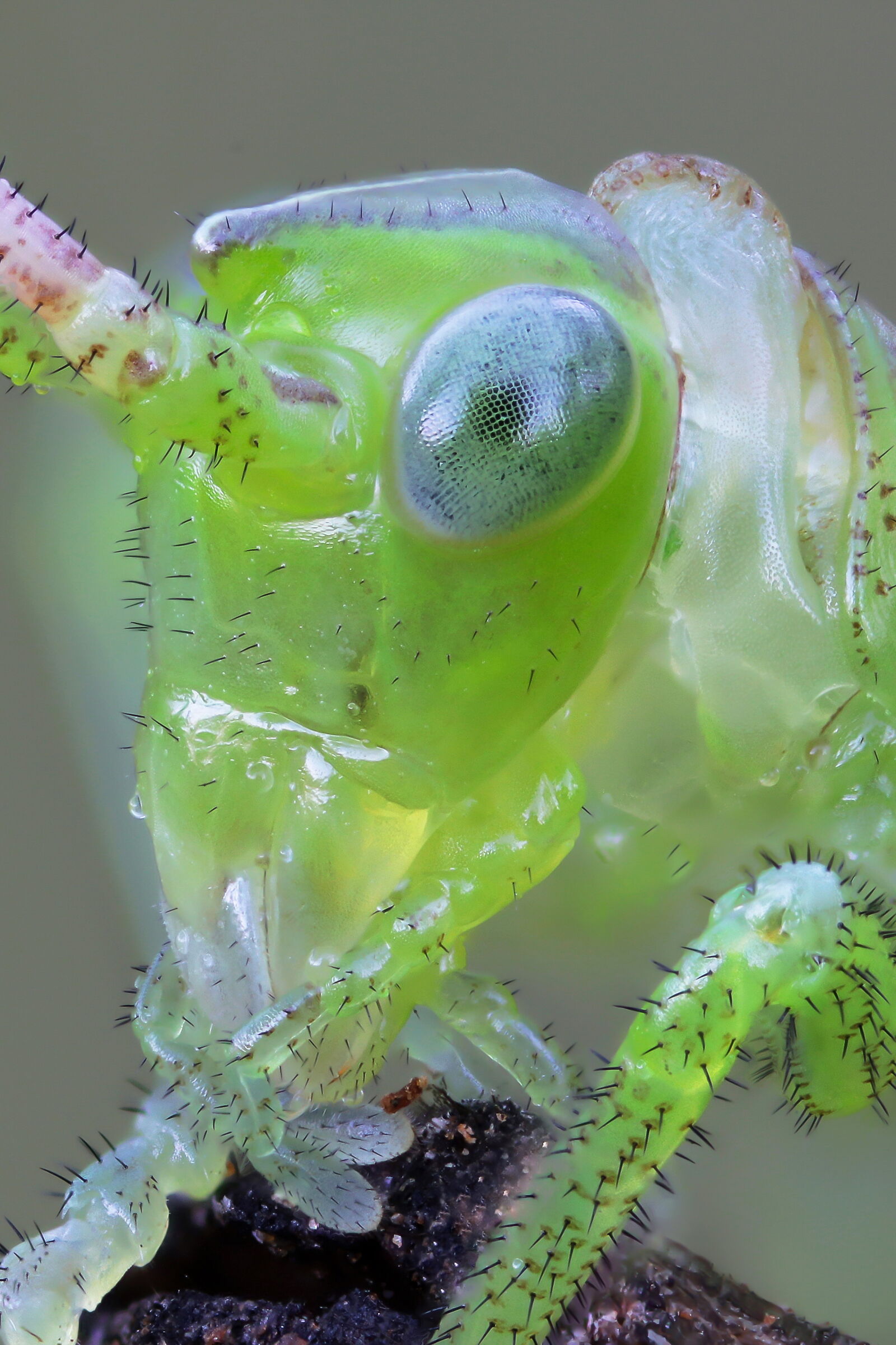 Neanide di Tettigonia viridissima
