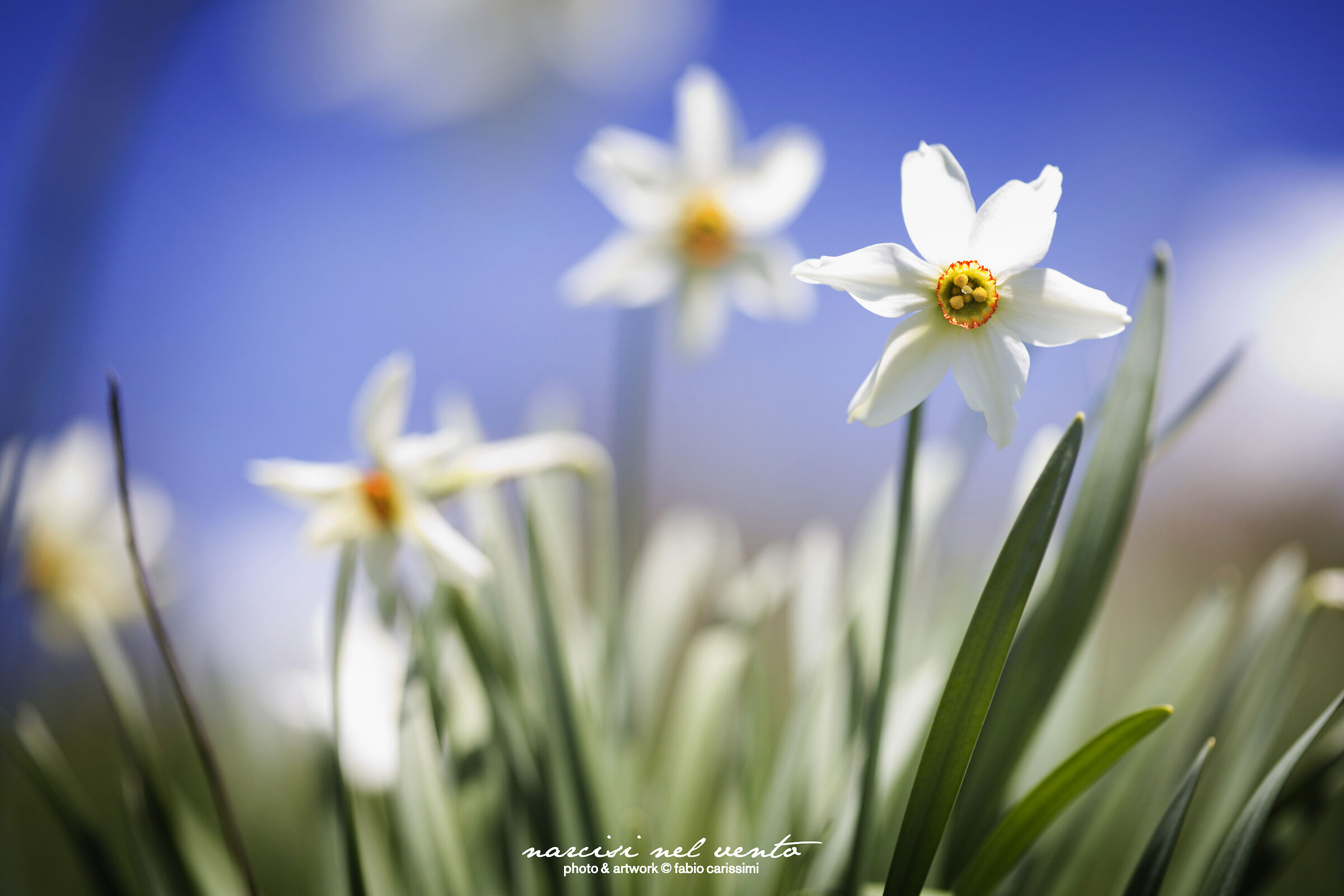 Daffodils in the wind