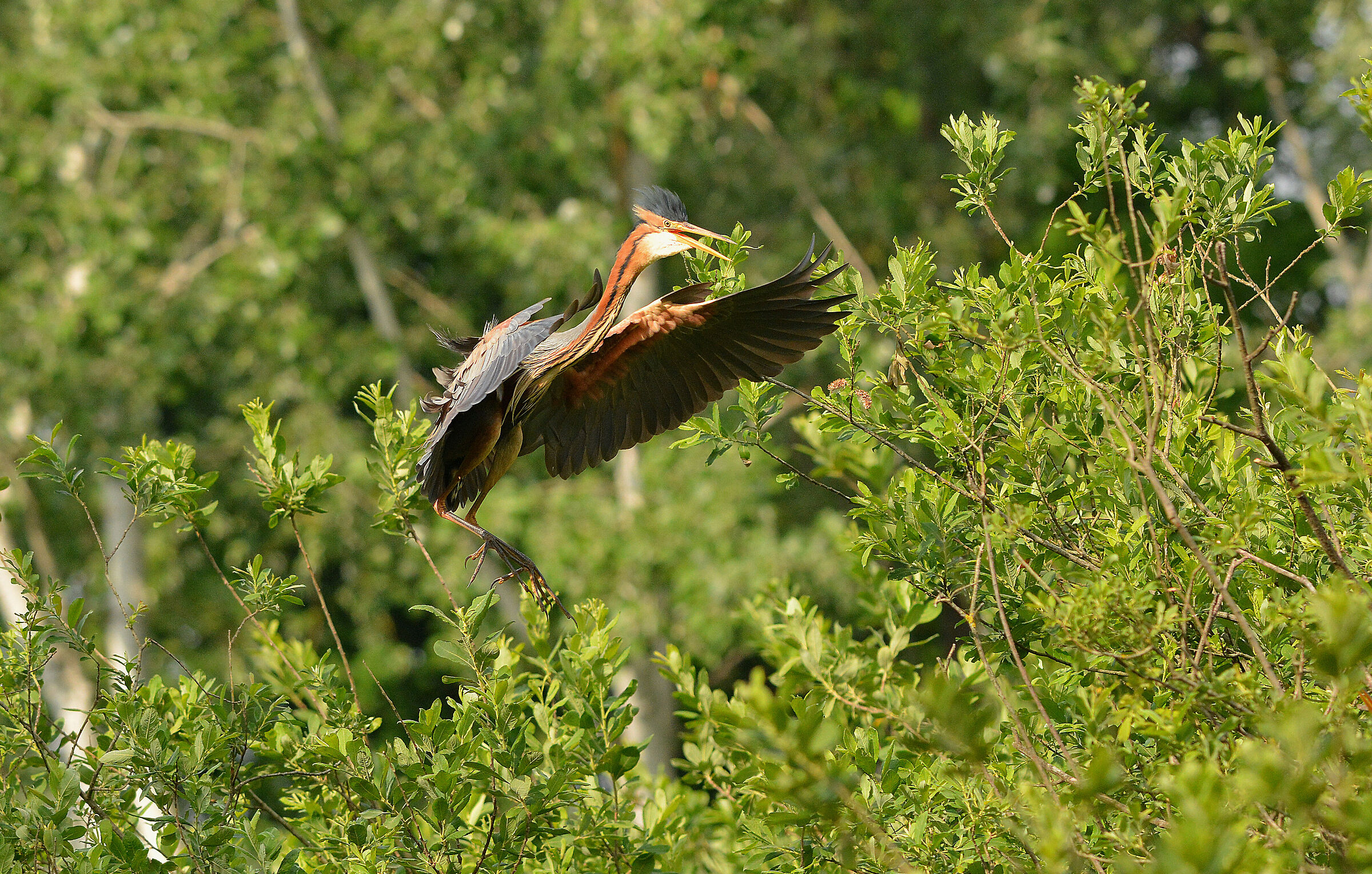 Purple heron