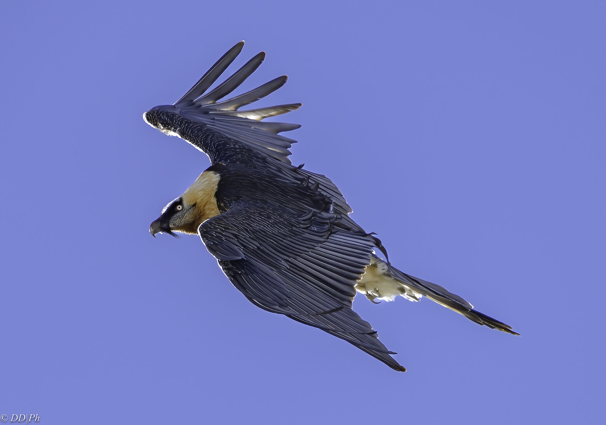 Bearded vulture