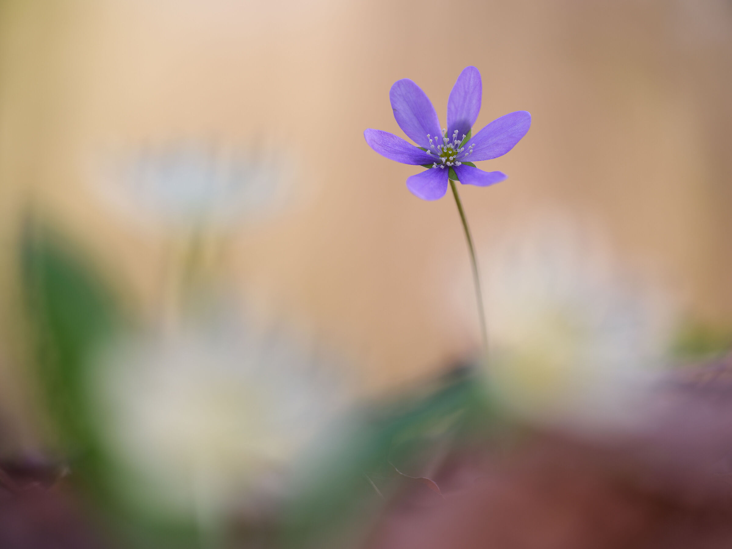 Hepatica nobilis