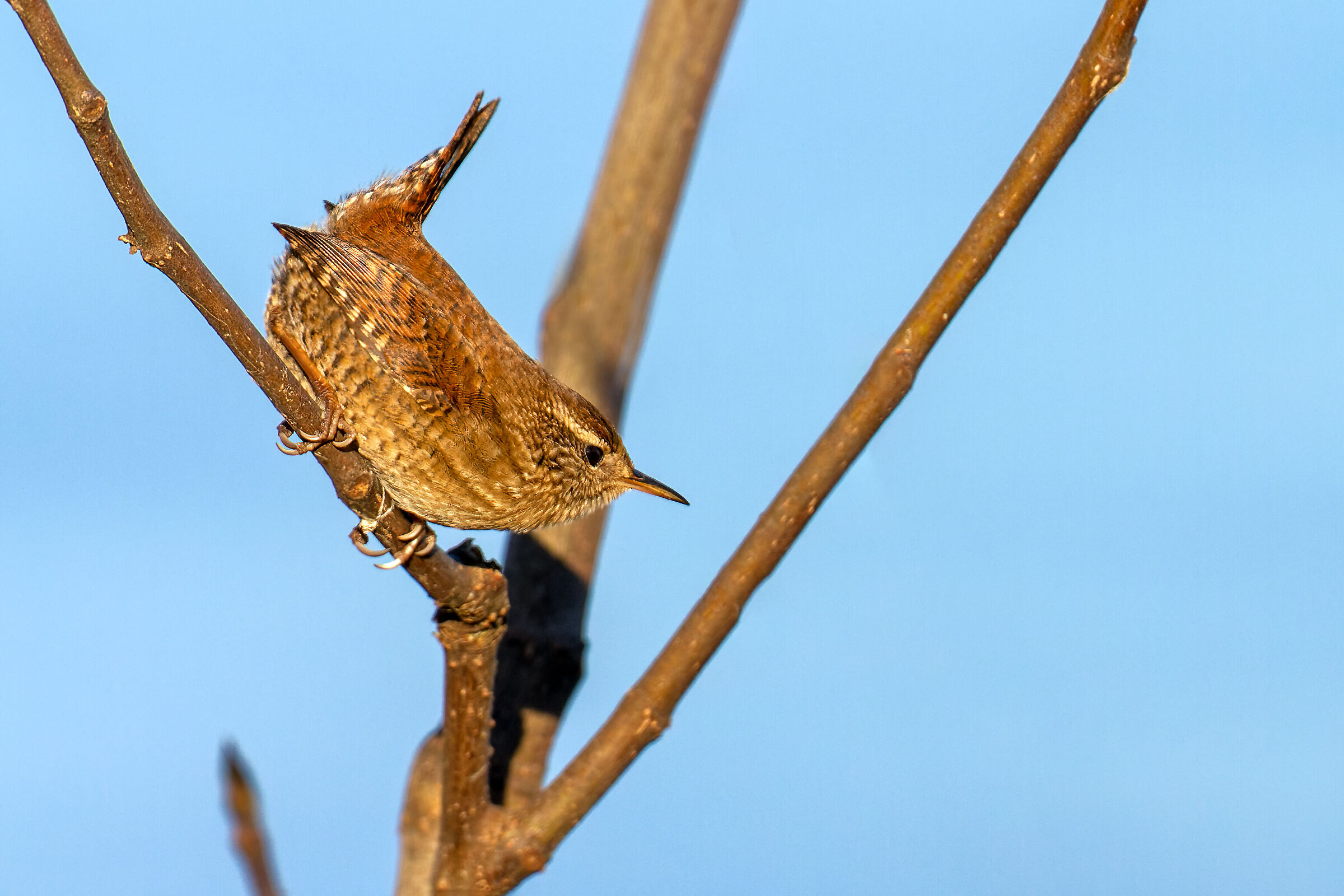 Wren