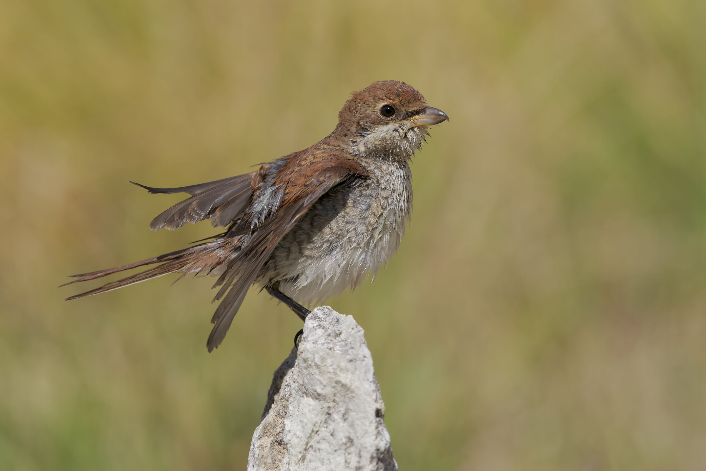 Shrike small Juv.