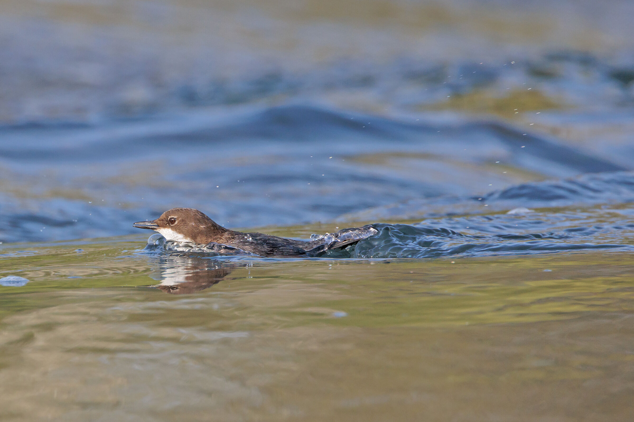 La nuotata del merlo acquaiolo