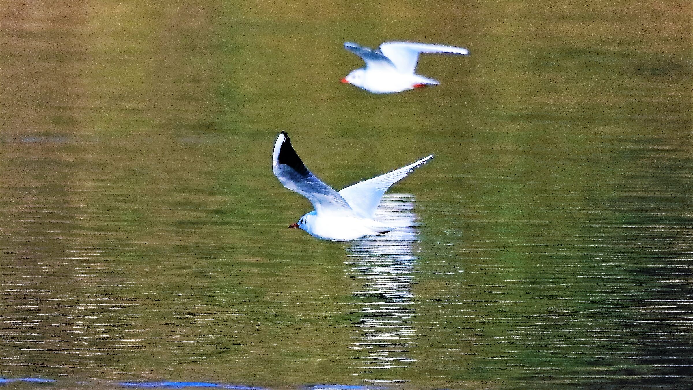 Gabbiano terrestre 29-01-2023