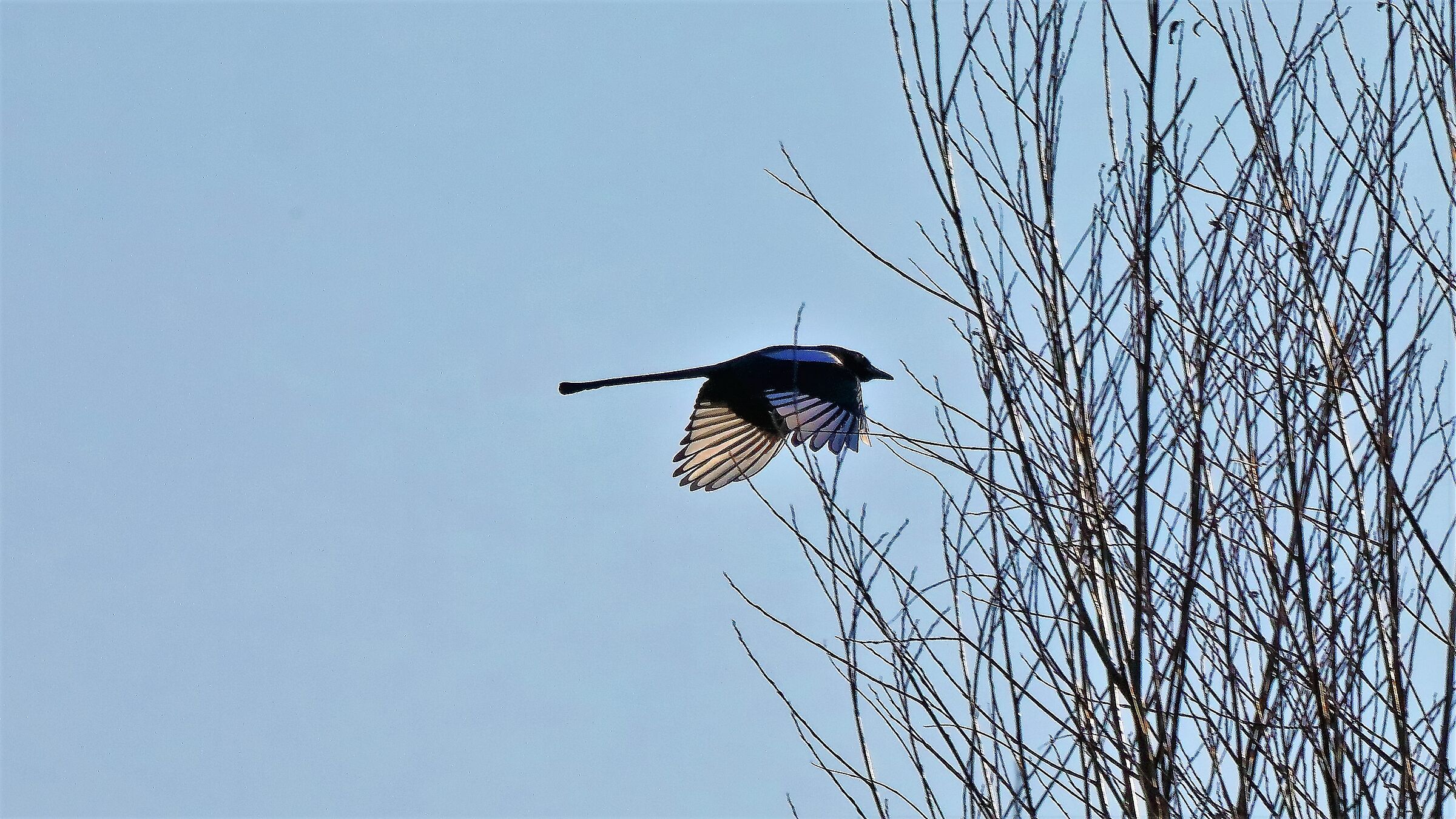 Gazza ladra 29-01-2023