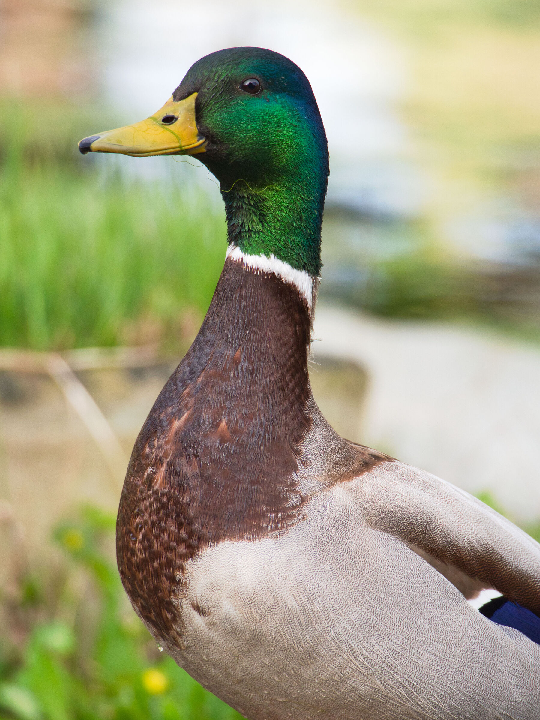 Mallard