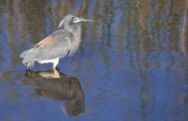 Egretta tricolor