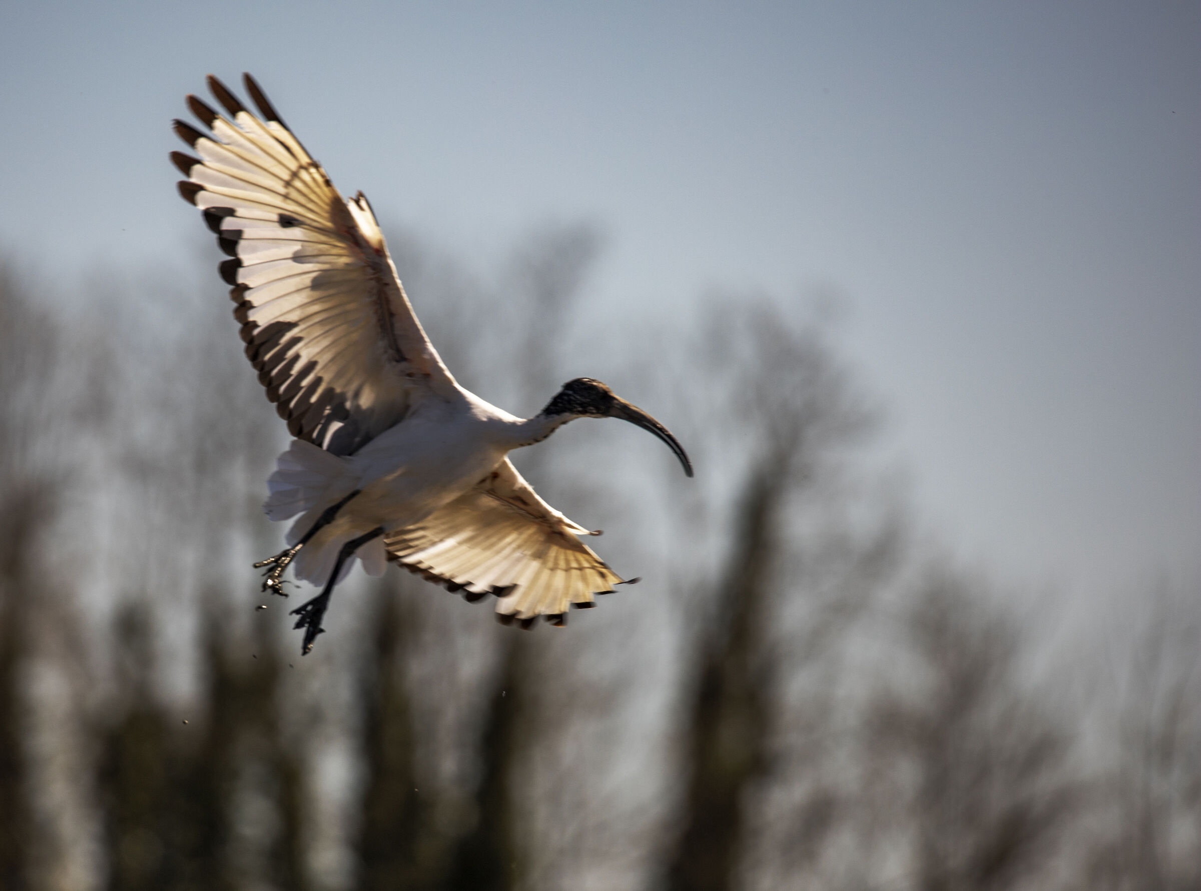 Ibis Sacro (Threskiornis aethiopicus)