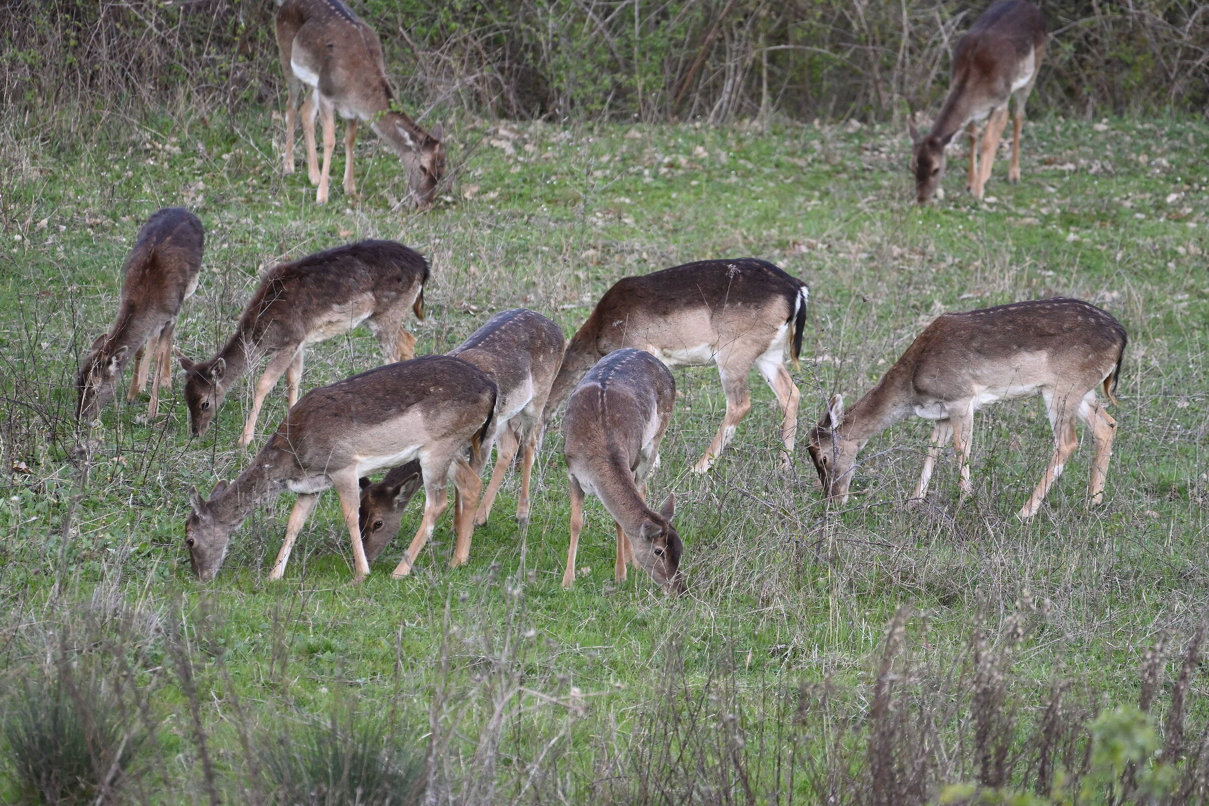 Fallow deer